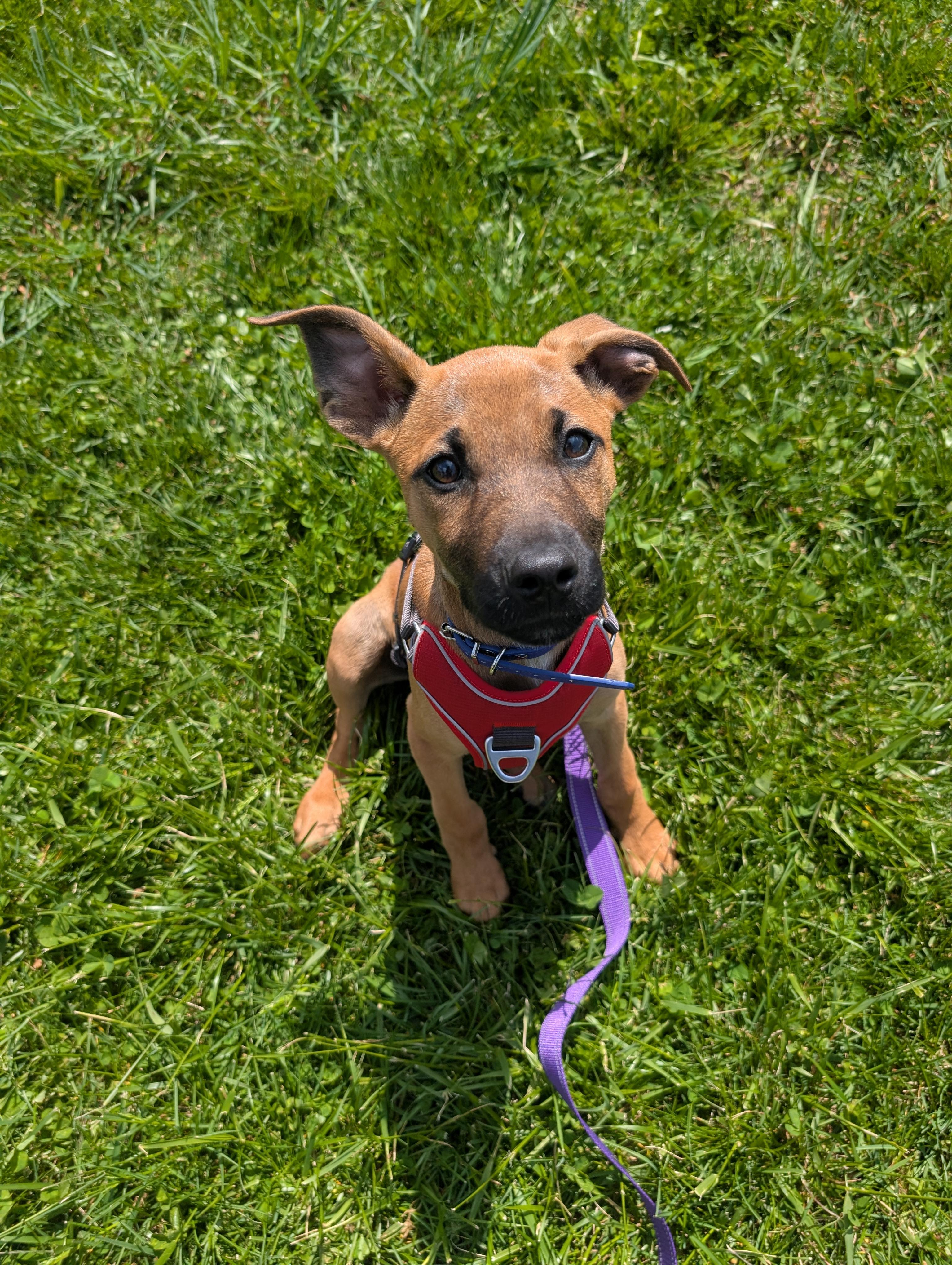 Umber, adoptable, Puppy Female Doberman Pinscher & German Shepherd Dog.