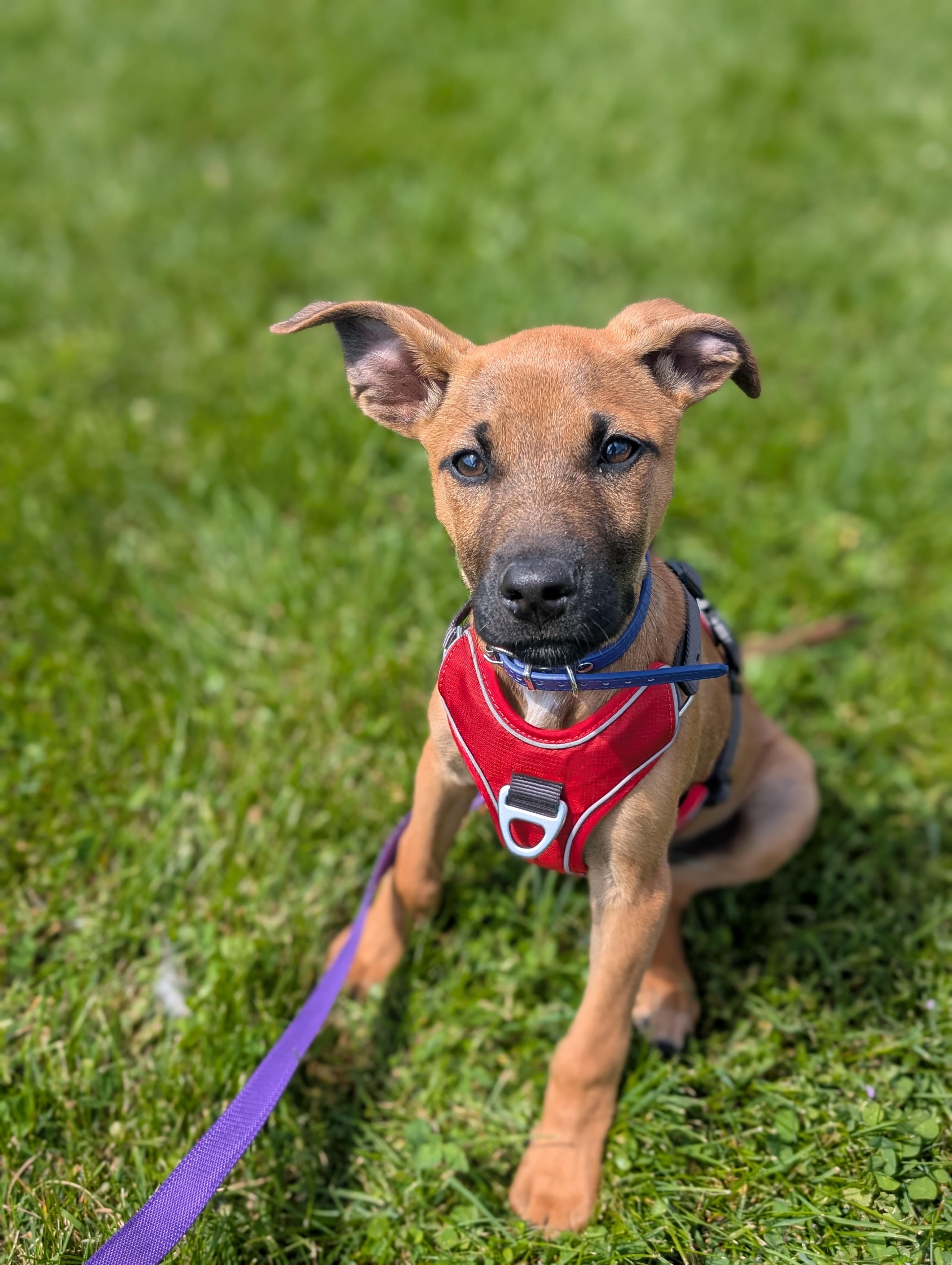Umber, an adoptable mixed breed in Spring hill, TN image 5/5
