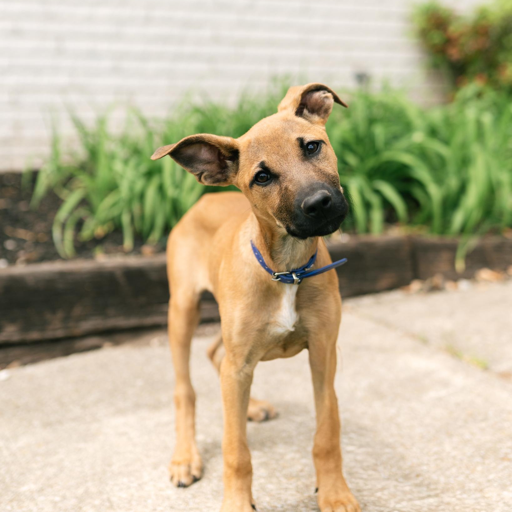 Enlarge Umber, an adoptable mixed breed in Spring hill, TN image 6/6