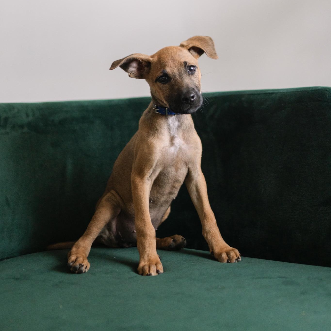 Umber, an adoptable mixed breed in Spring hill, TN image 2/5