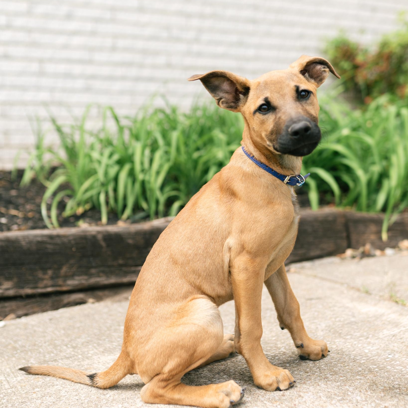 Enlarge Umber, an adoptable mixed breed in Spring hill, TN image 1/6