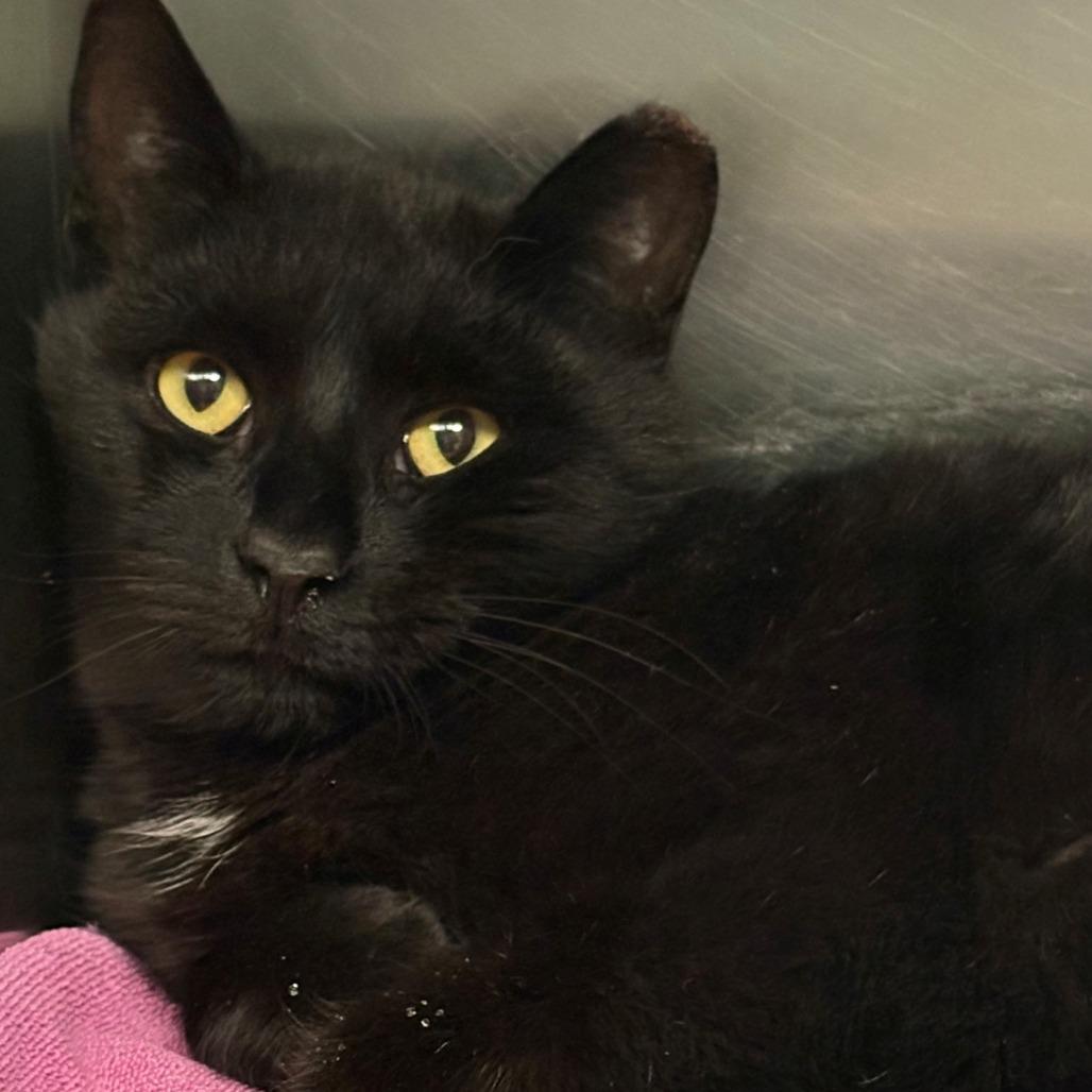 Enlarge Narnia, a Adoptable Domestic Short Hair in East Hanover, NJ image 2/2