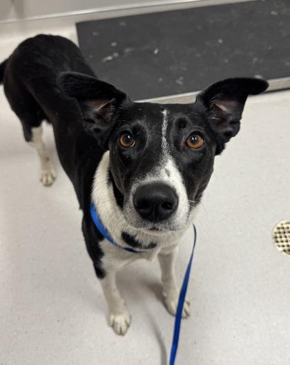 Enlarge Chara, a Adoptable mixed breed in Missoula, MT image 1/1