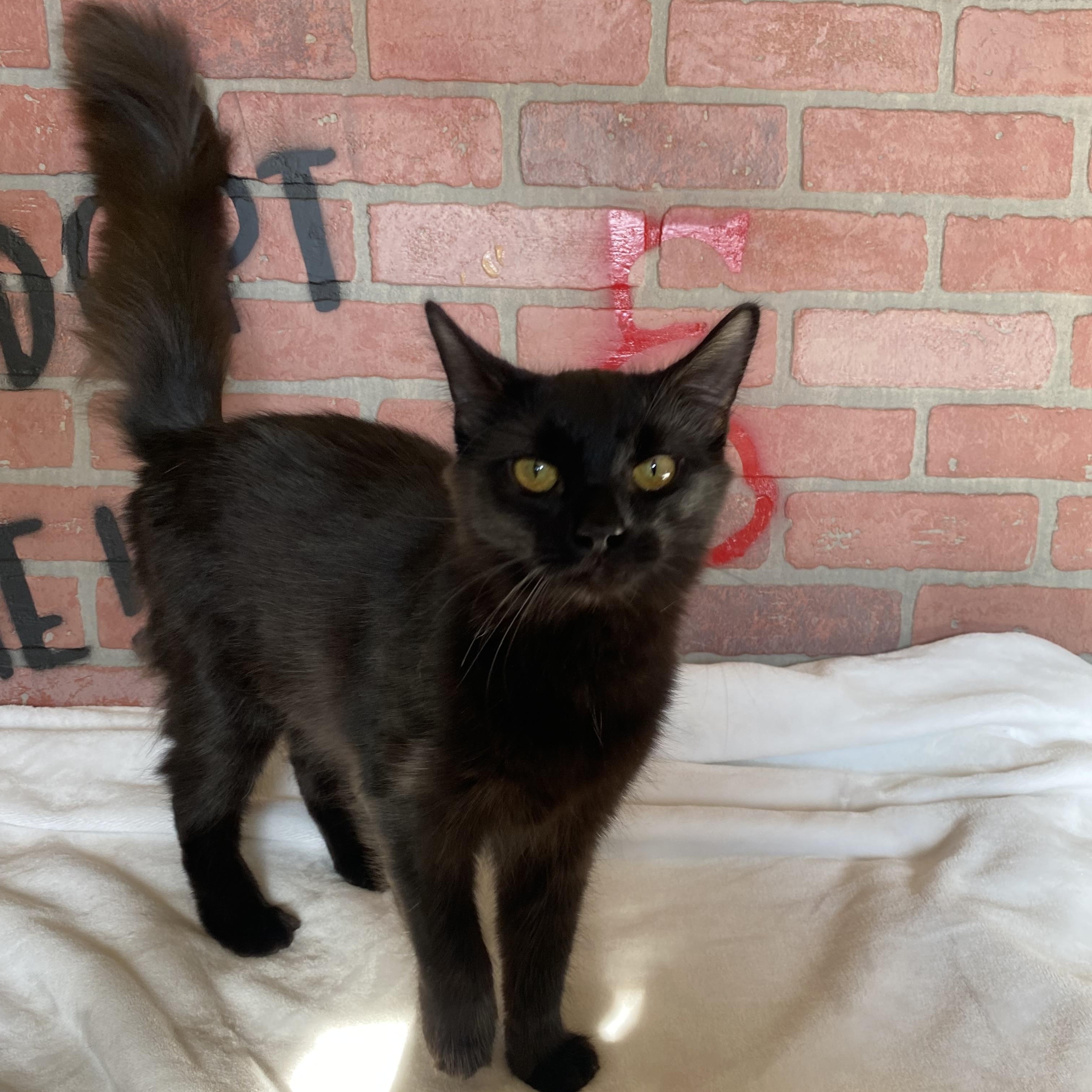 Scarlett, Young Female Domestic Medium Hair