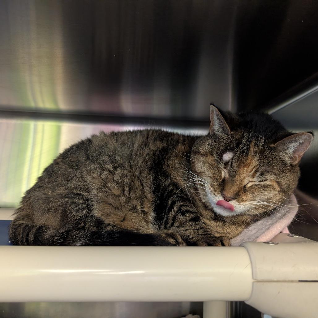 Hermione, Adoptable, Senior Female Domestic Short Hair.