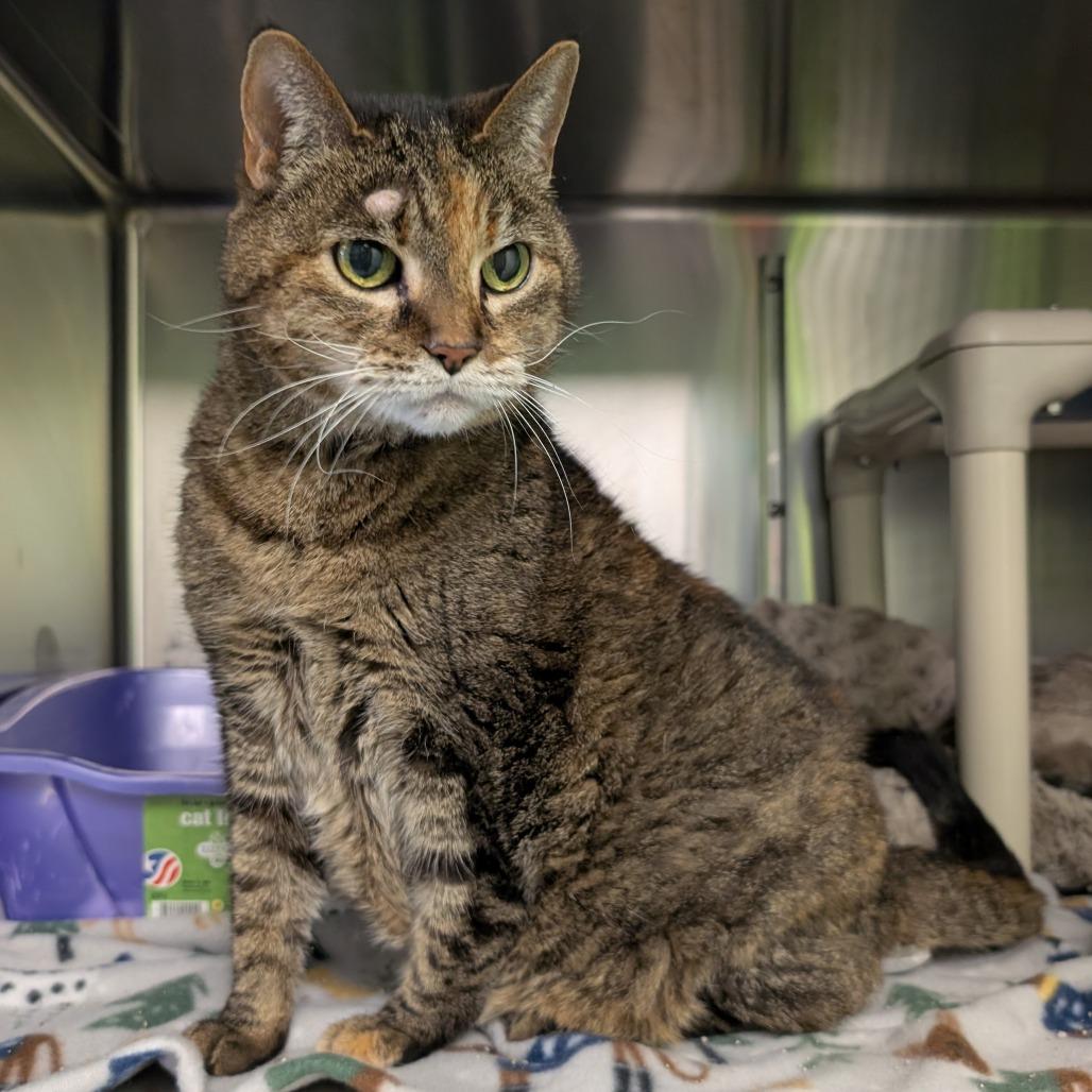 Enlarge Hermione, a Adoptable Domestic Short Hair in Emporia, KS image 2/6