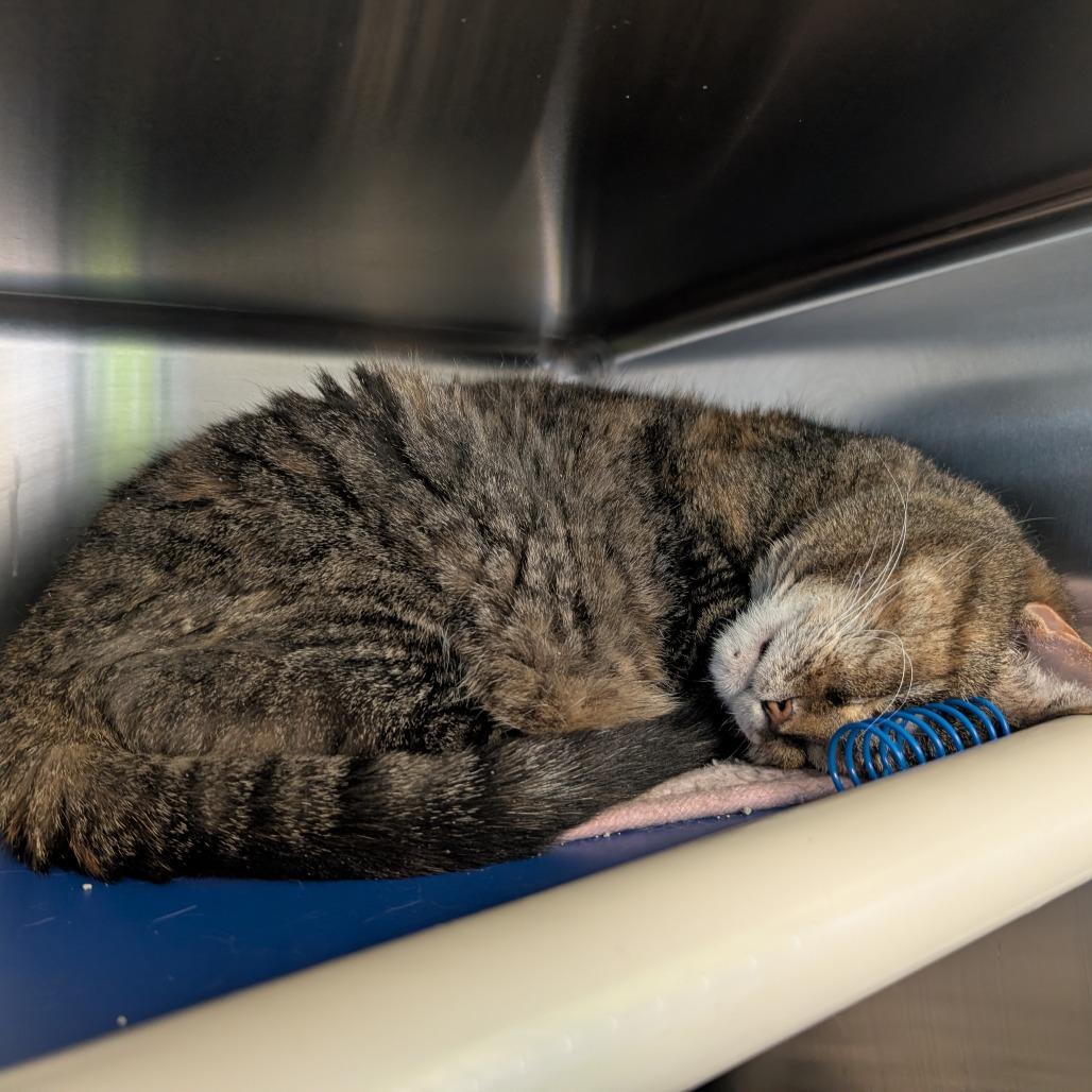 Enlarge Hermione, a Adoptable Domestic Short Hair in Emporia, KS image 3/6