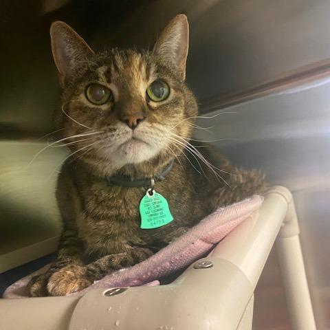 Enlarge Hermione, a Adoptable Domestic Short Hair in Emporia, KS image 5/6