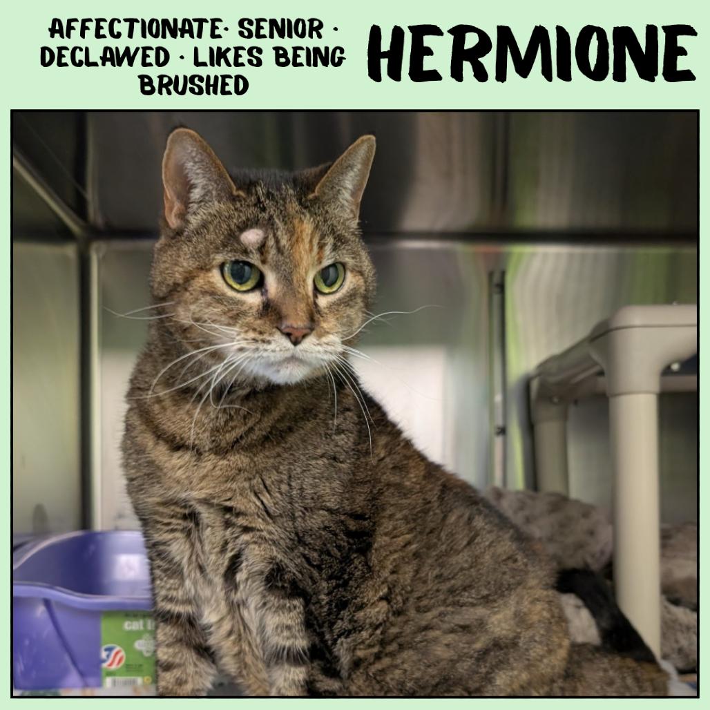 Enlarge Hermione, a Adoptable Domestic Short Hair in Emporia, KS image 6/6