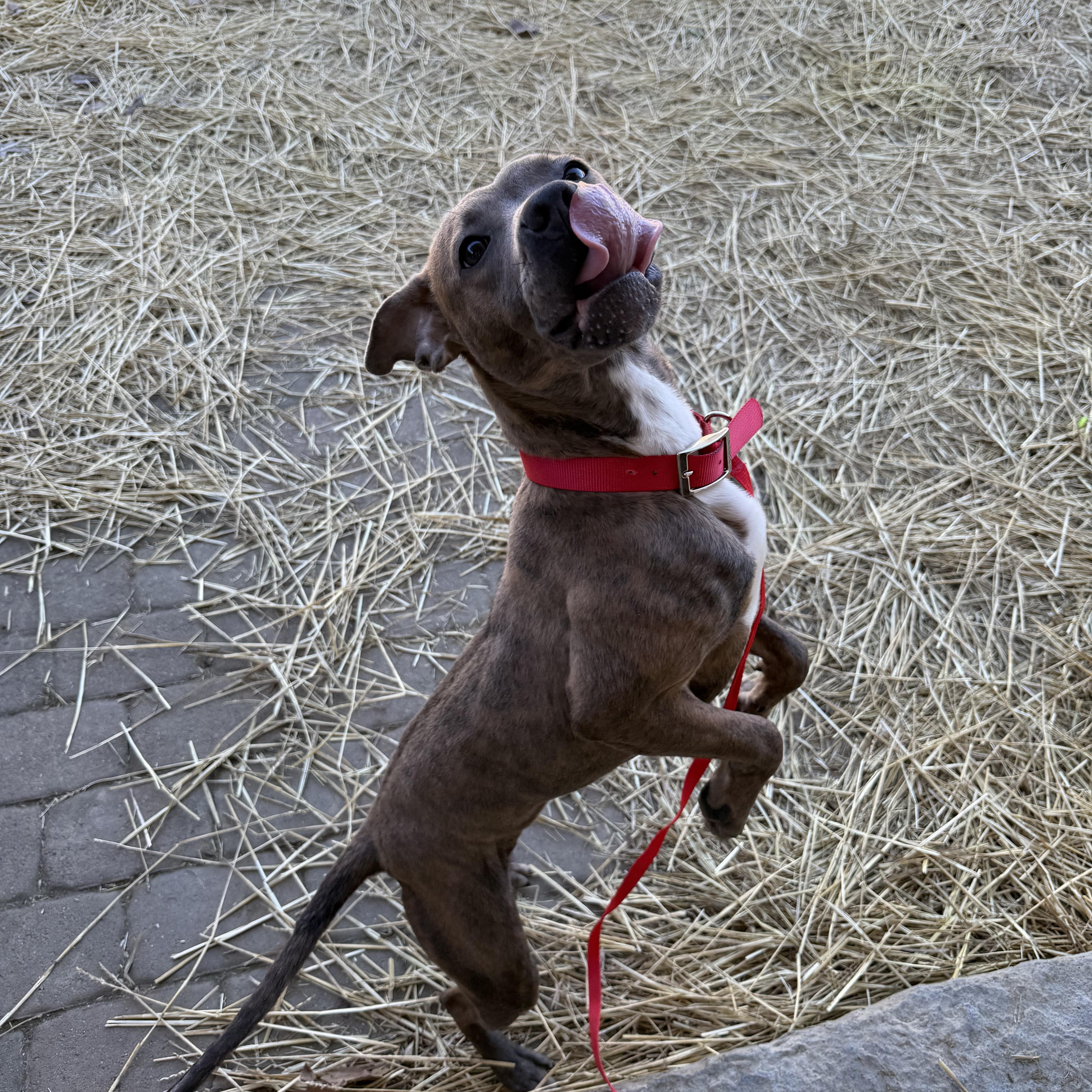 Enlarge Evie, a Adopted Pit Bull Terrier in Columbus, OH image 2/2