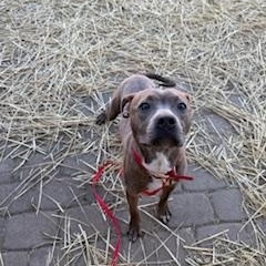 Enlarge Evie, a Adopted Pit Bull Terrier in Columbus, OH image 1/2
