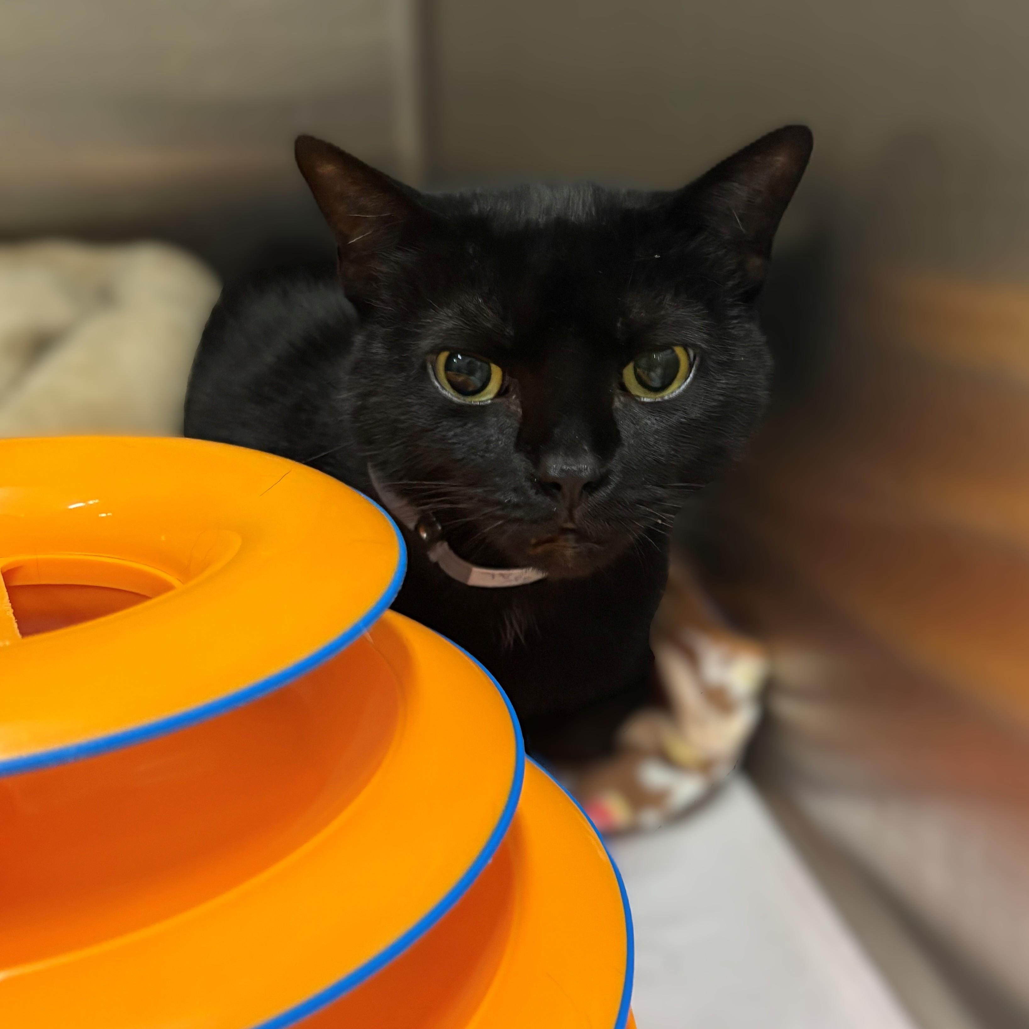 Enlarge Aurora- #50188, a ADOPTABLE Domestic Short Hair in Columbia, MD image 2/2