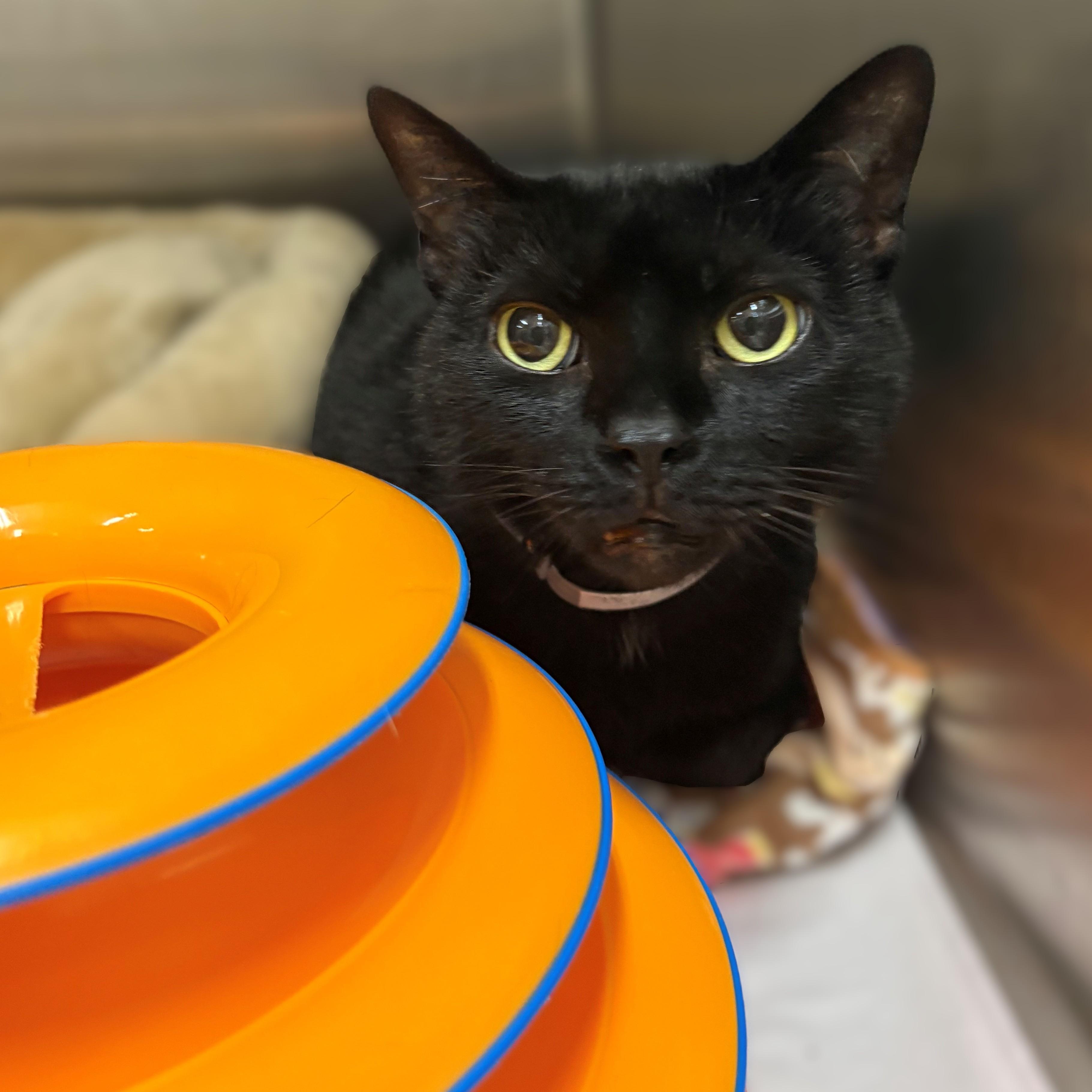 Enlarge Aurora- #50188, a ADOPTABLE Domestic Short Hair in Columbia, MD image 1/2