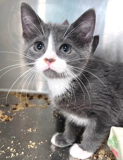 Weddell, a Adoptable Domestic Short Hair in Carrollton, GA image 1/3