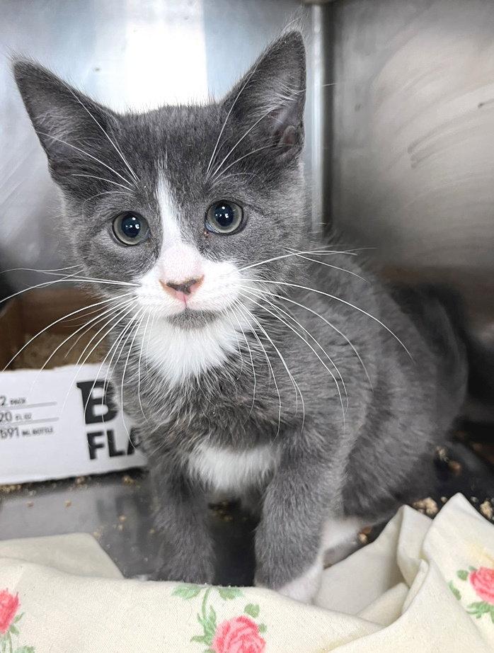 Weddell, a Adoptable Domestic Short Hair in Carrollton, GA image 2/3