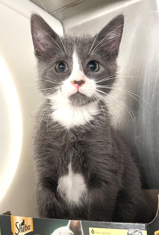 Weddell, a Adoptable Domestic Short Hair in Carrollton, GA image 3/3
