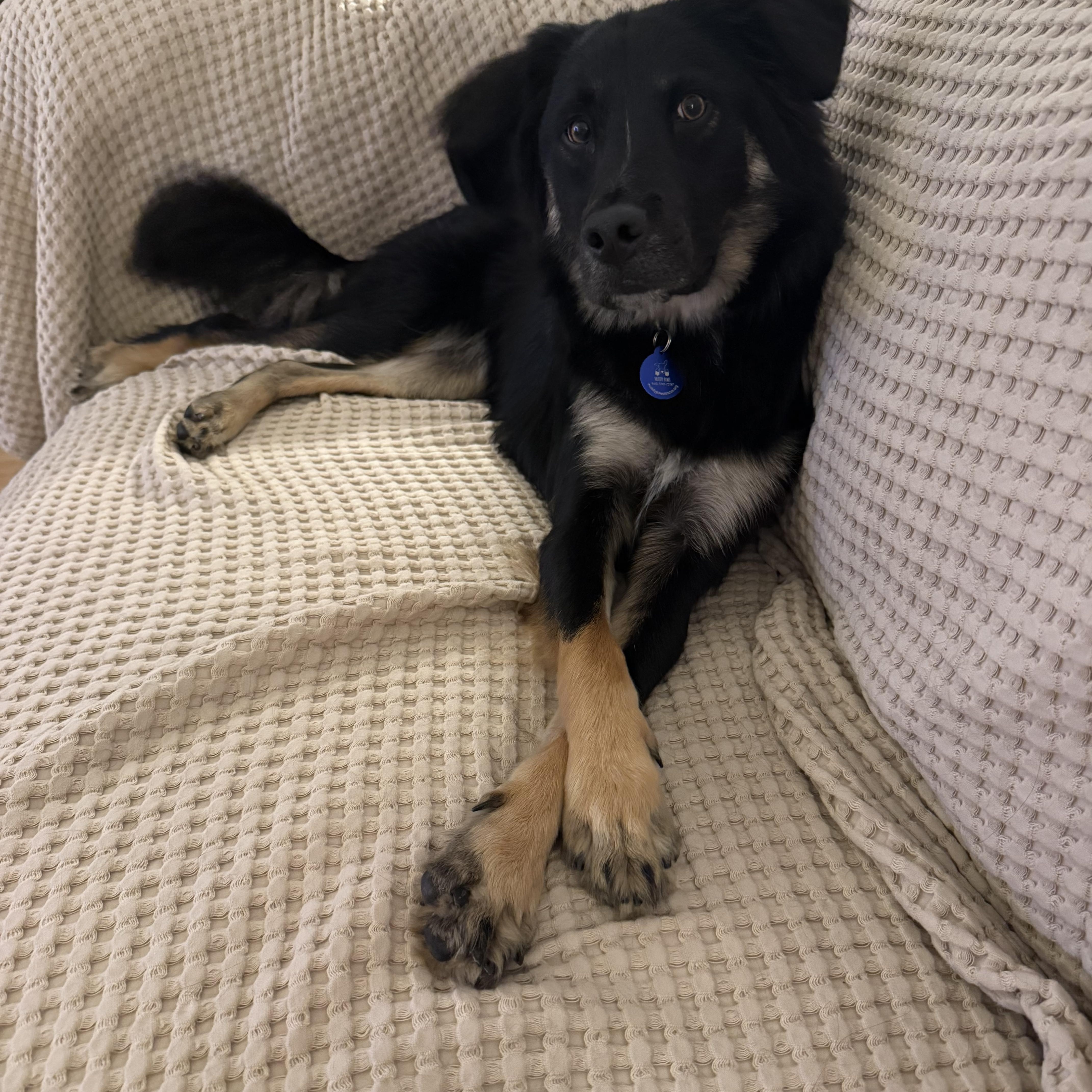 Enlarge Kyle, an adopted Mixed Breed in Carlstadt, NJ image 3/3