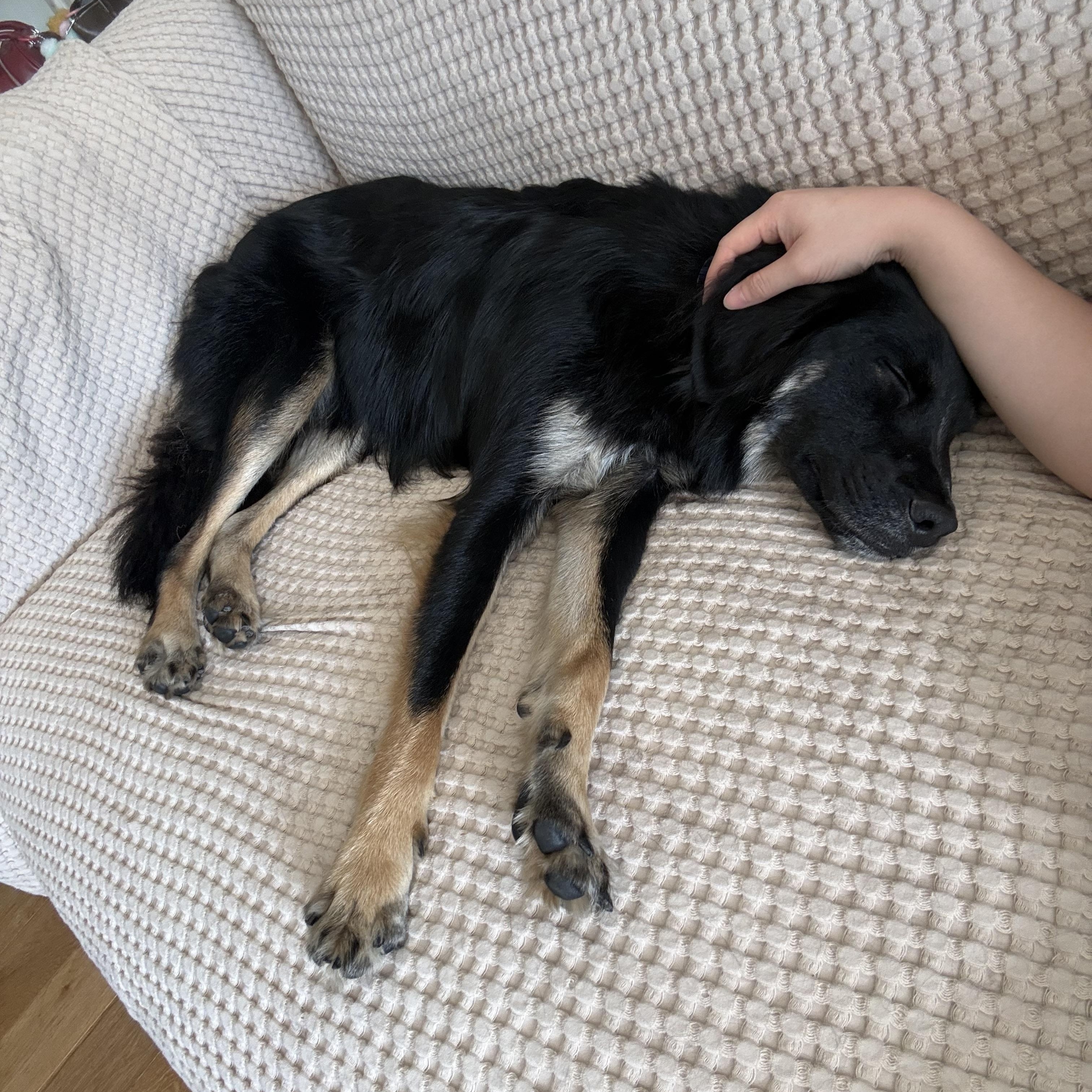 Enlarge Kyle, an adopted Mixed Breed in Carlstadt, NJ image 2/3