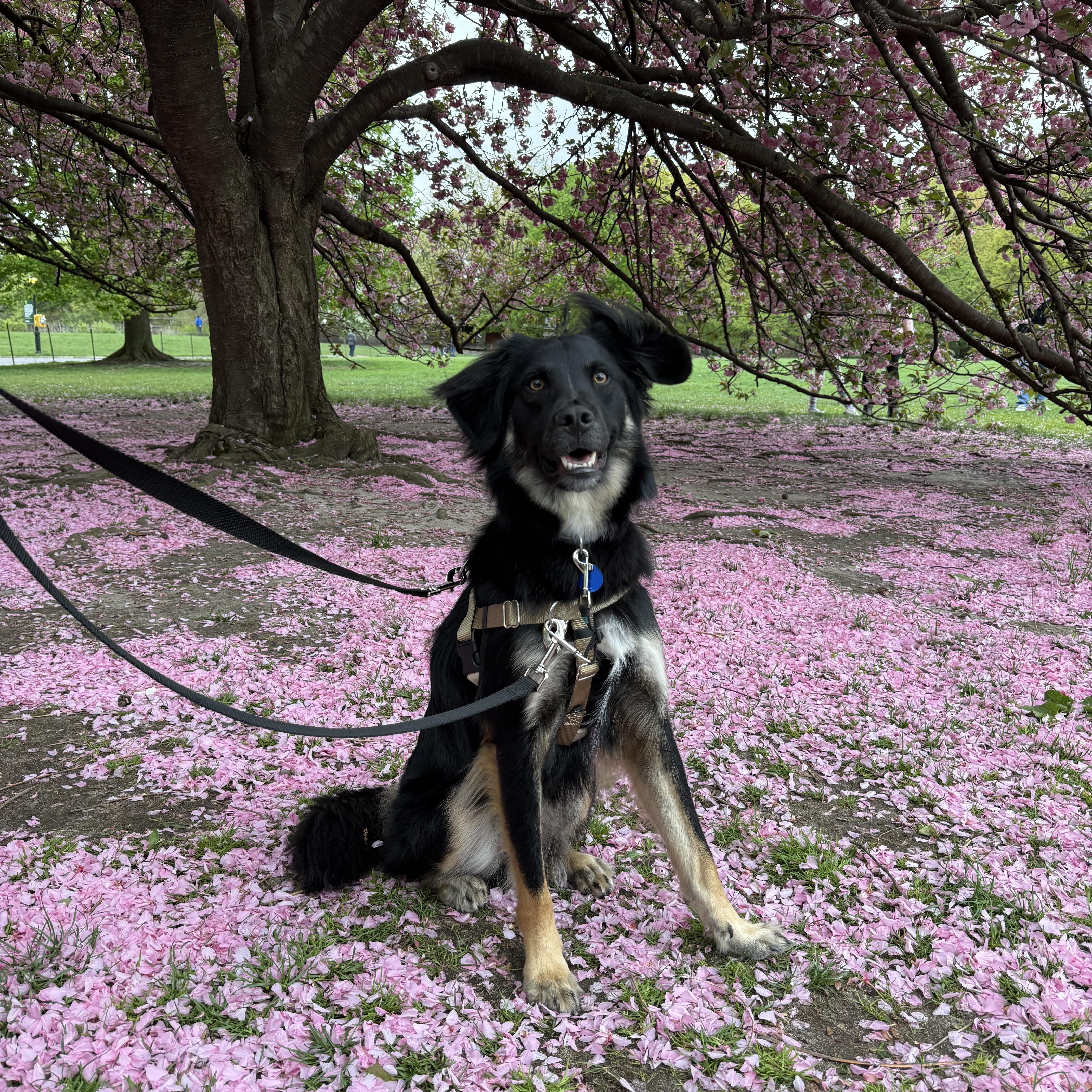 Kyle, adopted, Adult Male Mixed Breed.