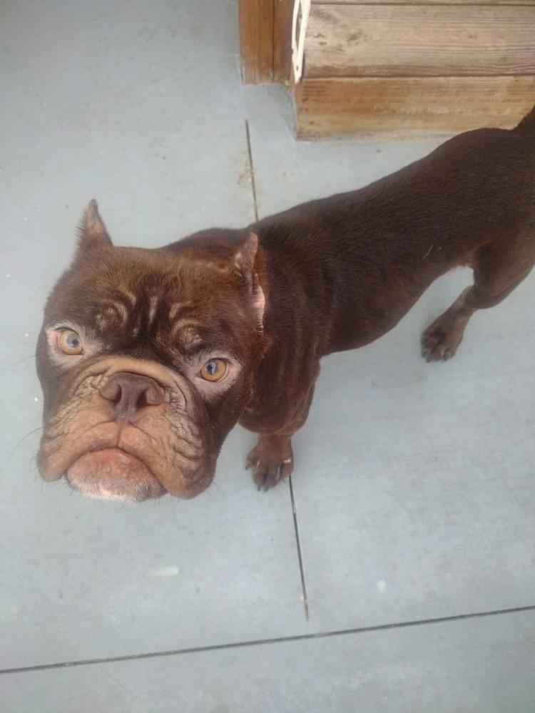 Ansel, Adoptable, Adult Male French Bulldog.