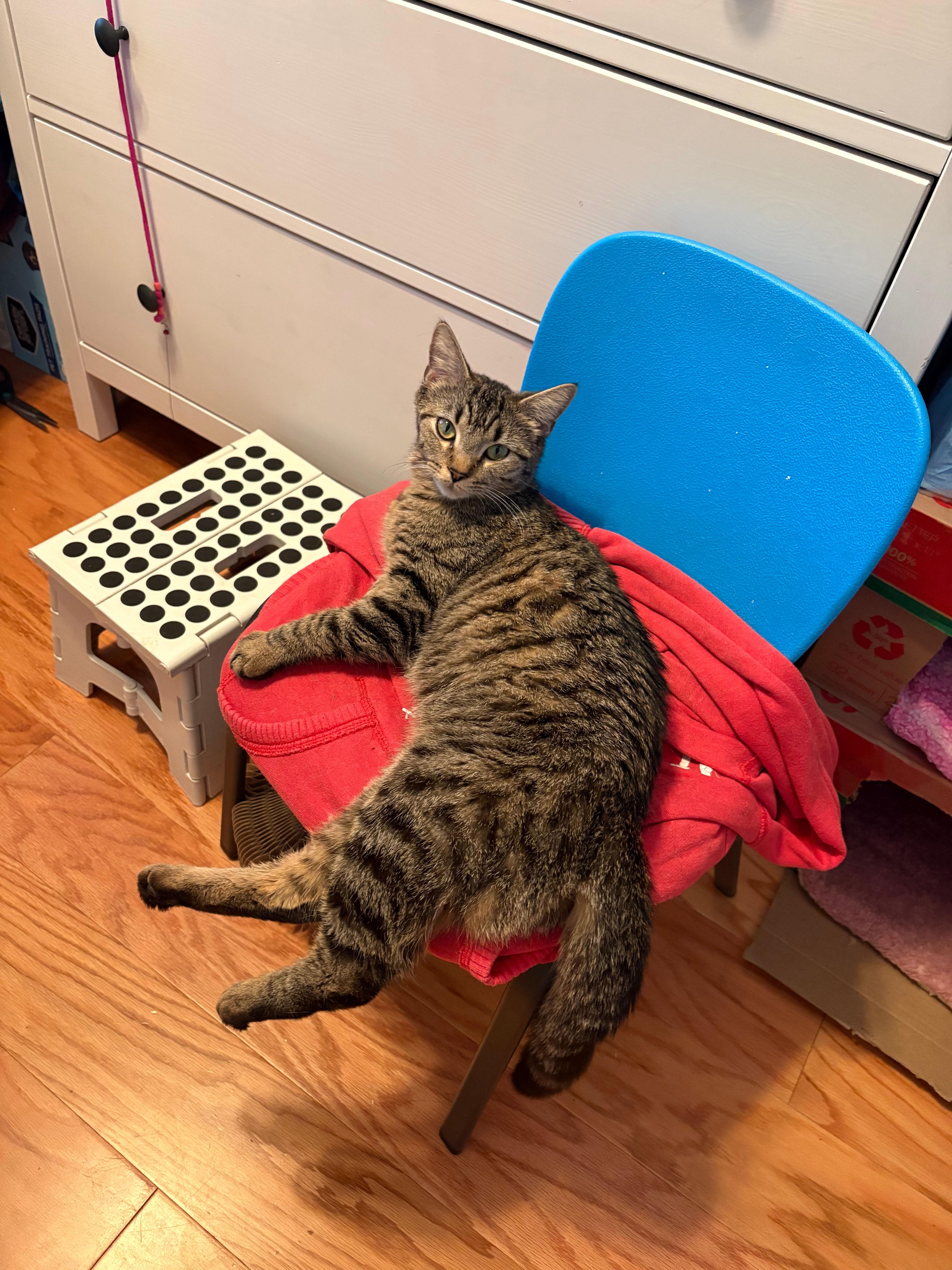 Enlarge Cleo, a ADOPTABLE Domestic Short Hair in Melrose, MA image 2/6