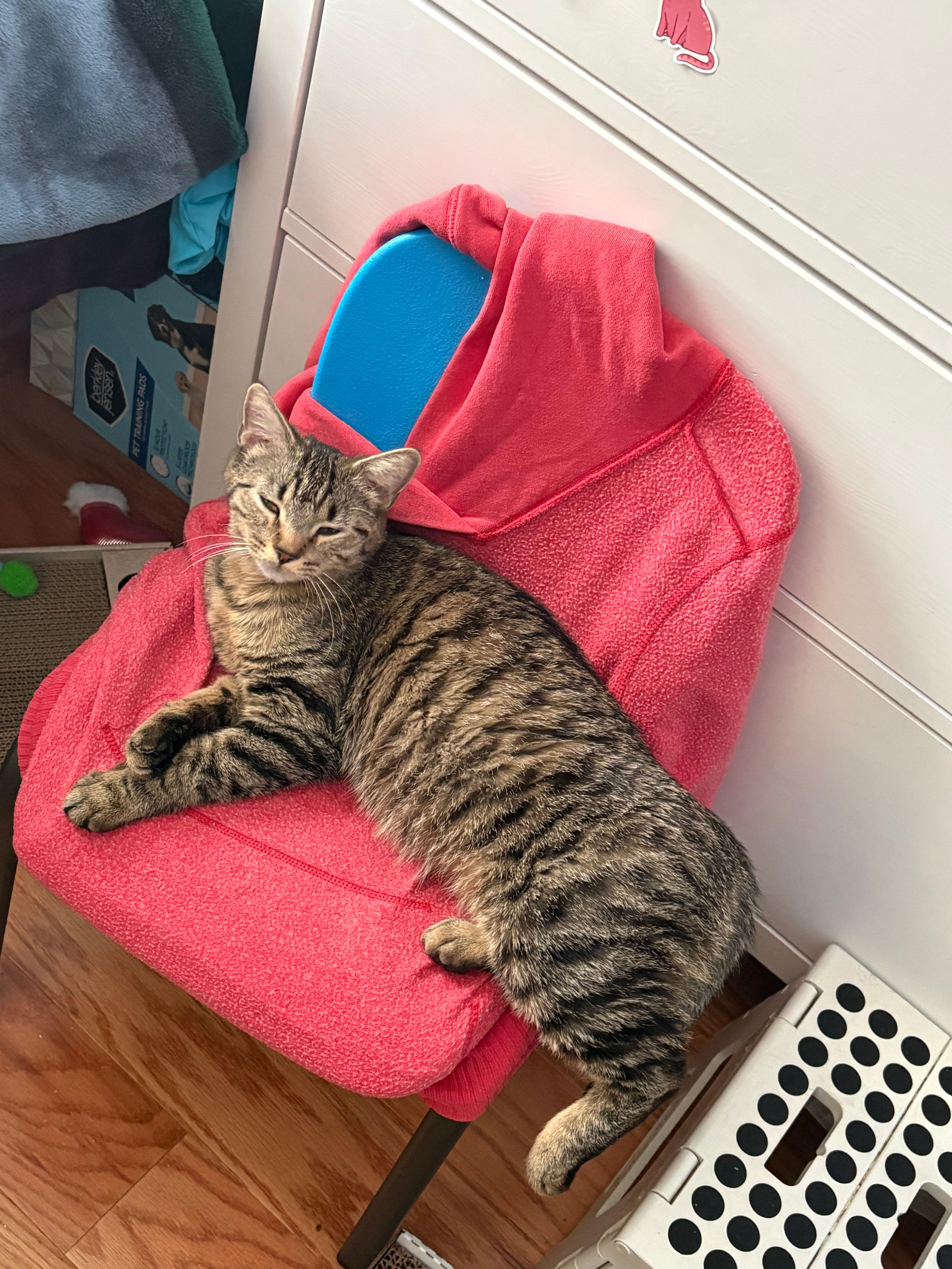 Enlarge Cleo, a ADOPTABLE Domestic Short Hair in Melrose, MA image 5/6