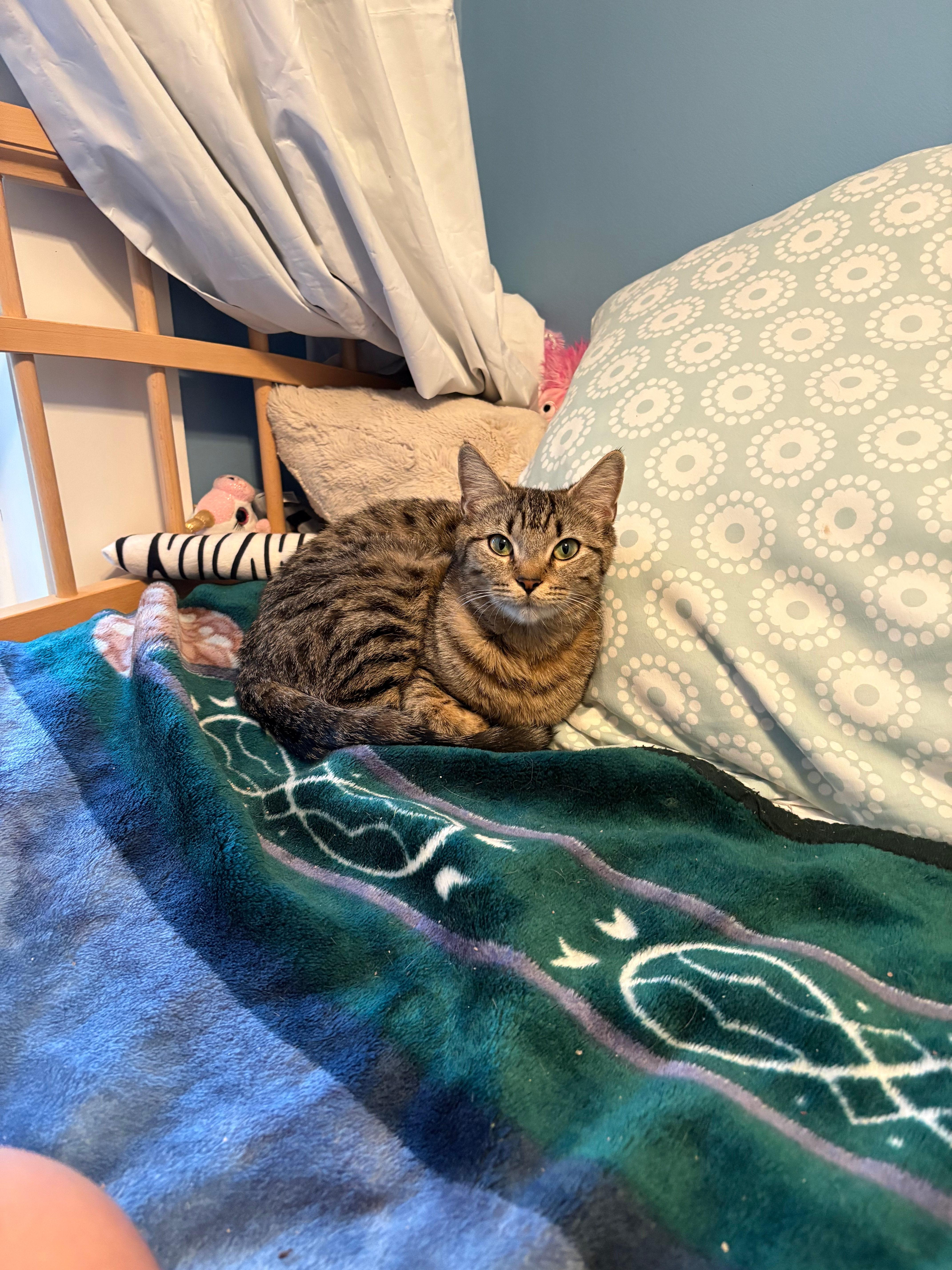 Enlarge Cleo, a ADOPTABLE Domestic Short Hair in Melrose, MA image 3/6