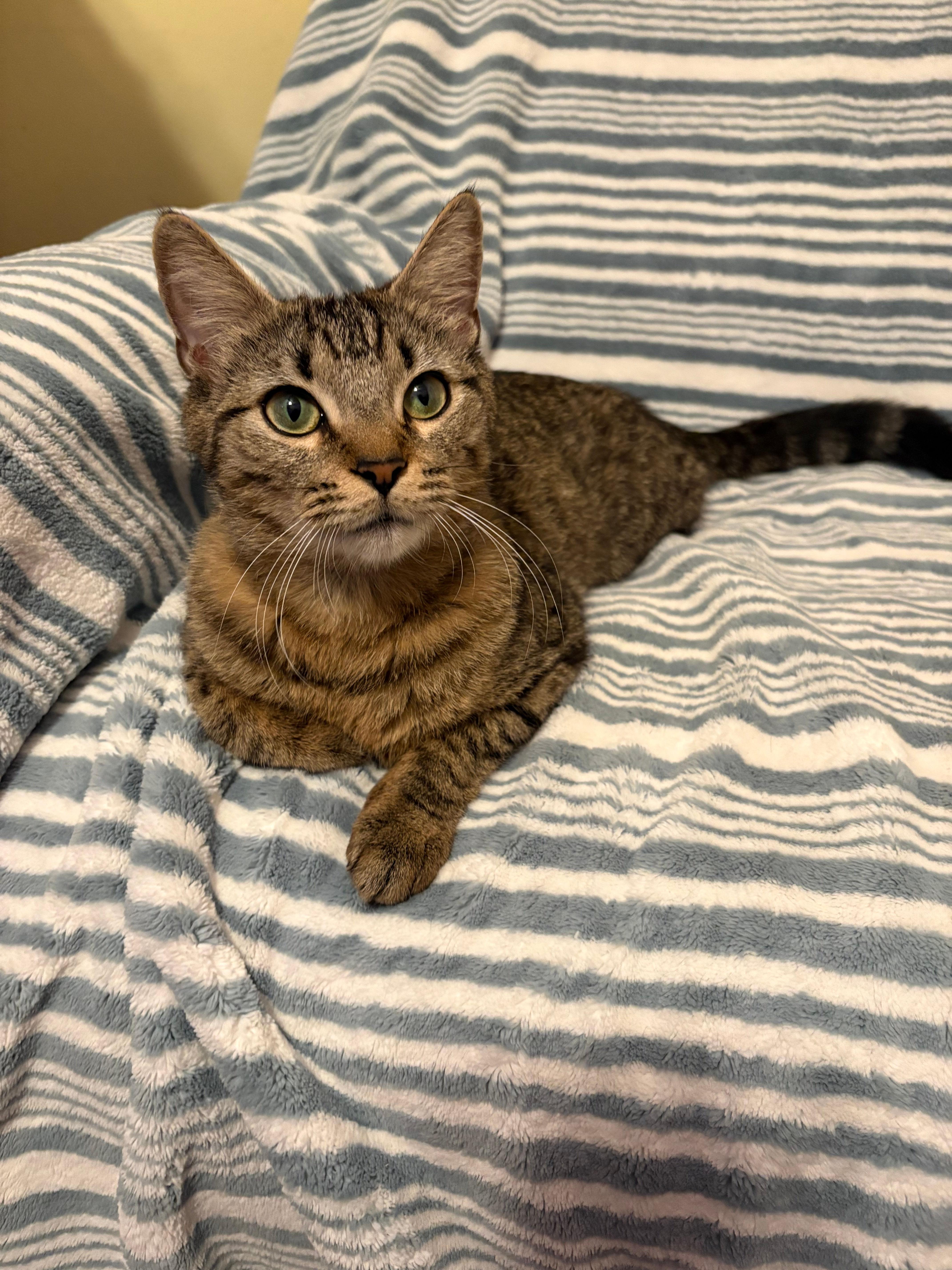 Cleo, ADOPTABLE, Young Female Domestic Short Hair.