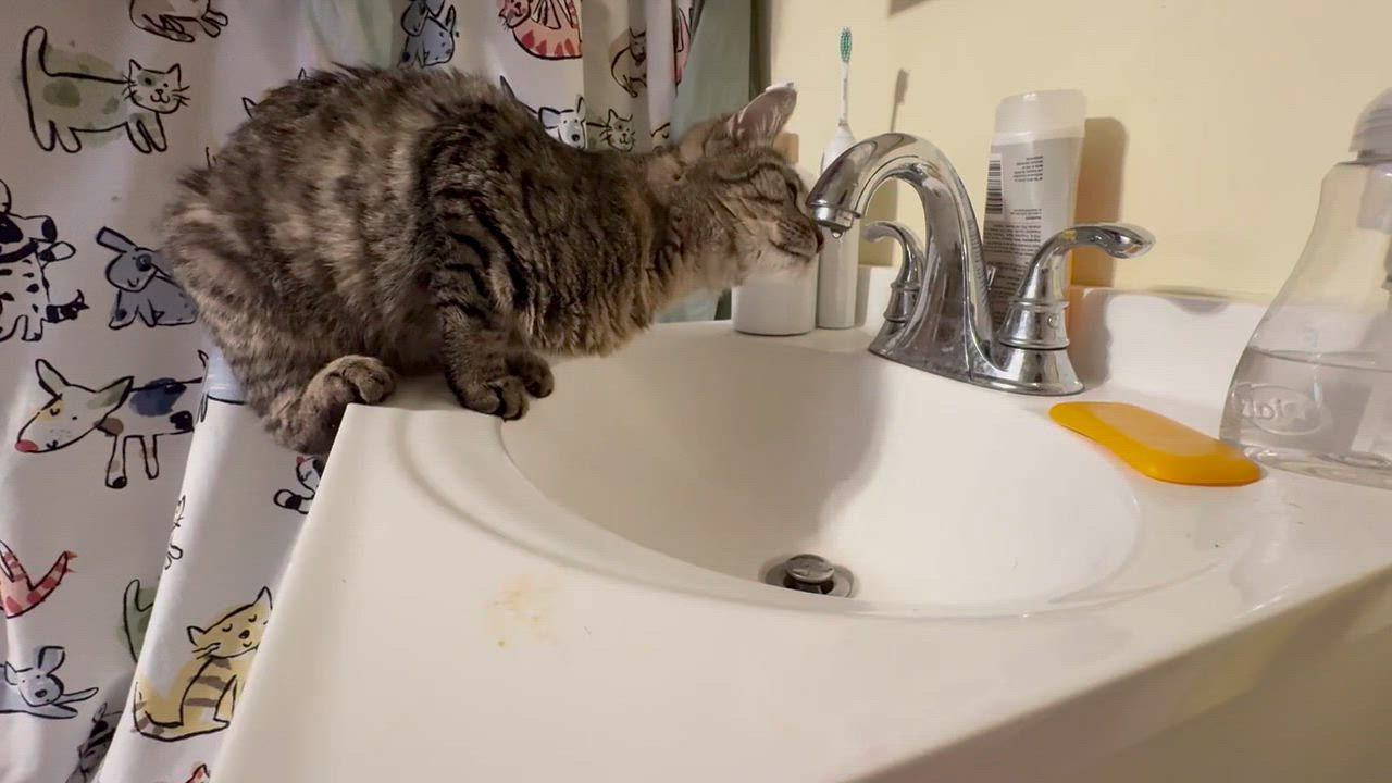 Enlarge Cleo, a ADOPTABLE Domestic Short Hair in Melrose, MA video 6/6