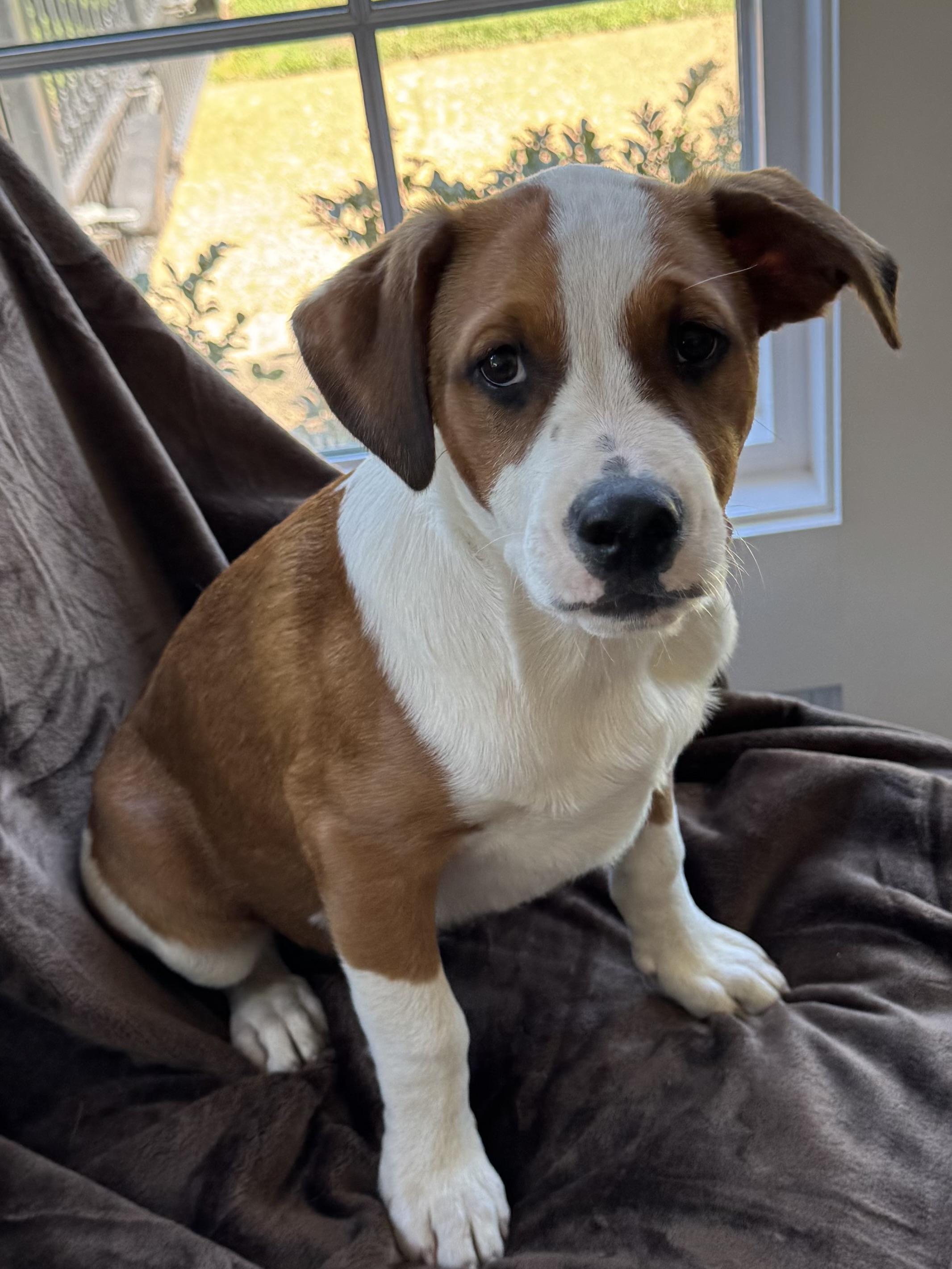 Enlarge Barkley - will be at Always Adopt Nov. 7, a Adopted mixed breed in Warwick, RI image 6/6