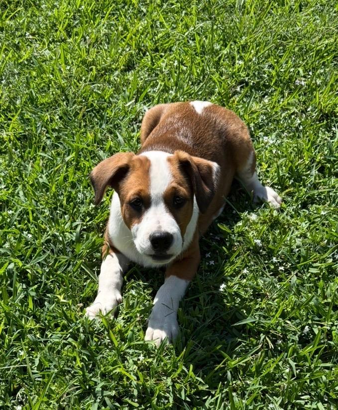 Enlarge Barkley - will be at Always Adopt Nov. 7, a Adopted mixed breed in Warwick, RI image 2/6