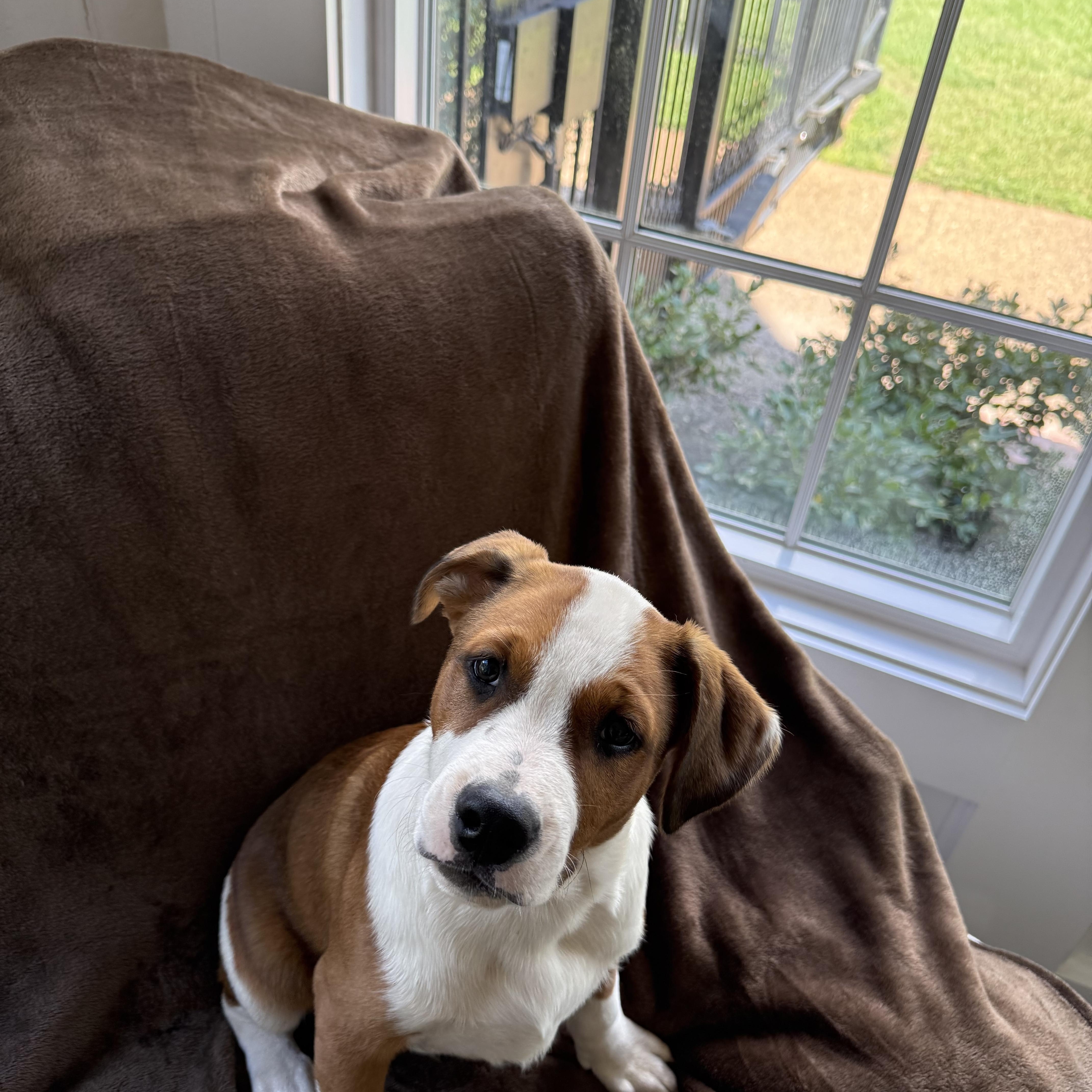 Enlarge Barkley - will be at Always Adopt Nov. 7, a Adopted mixed breed in Warwick, RI image 3/6