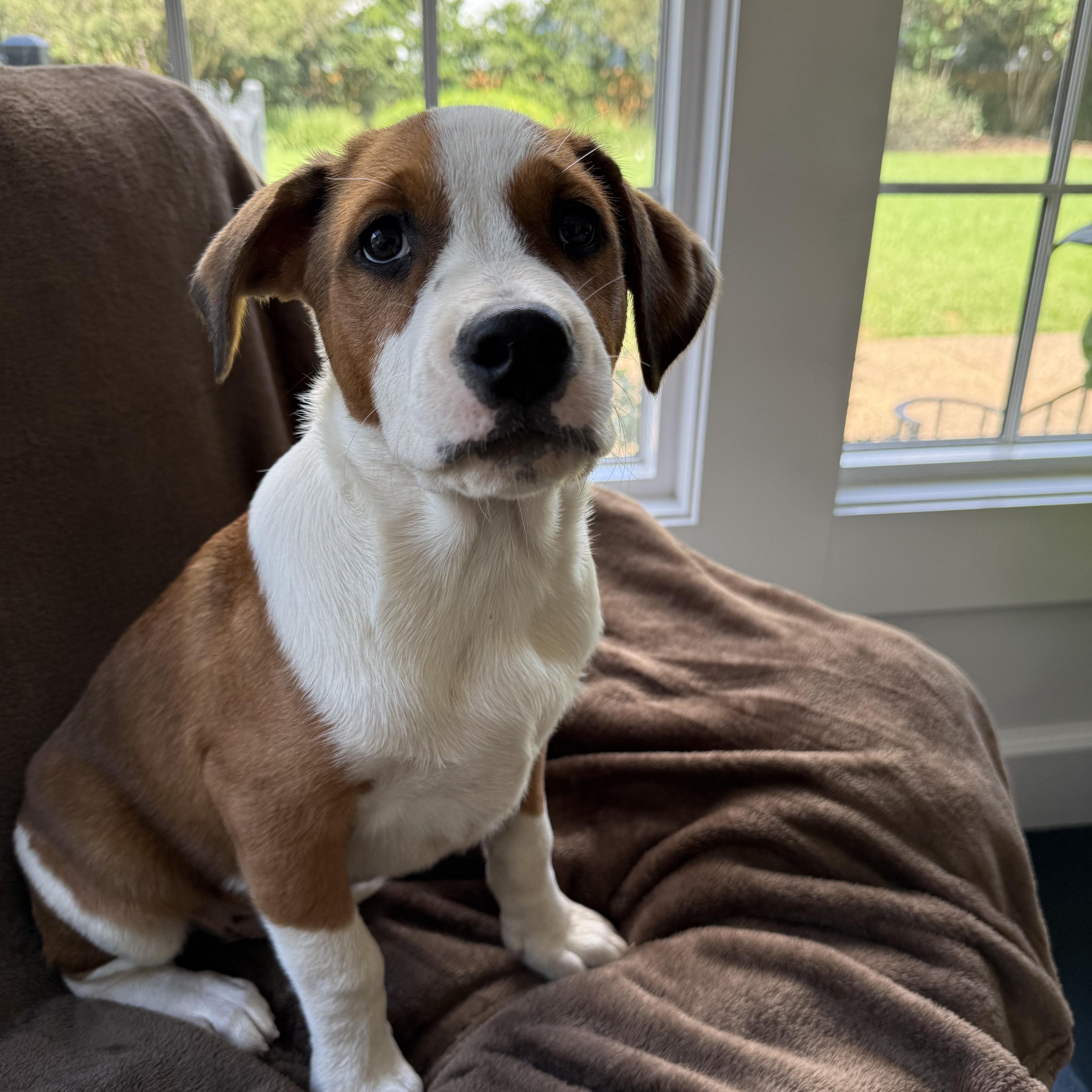 Enlarge Barkley - will be at Always Adopt Nov. 7, a Adopted mixed breed in Warwick, RI image 1/6