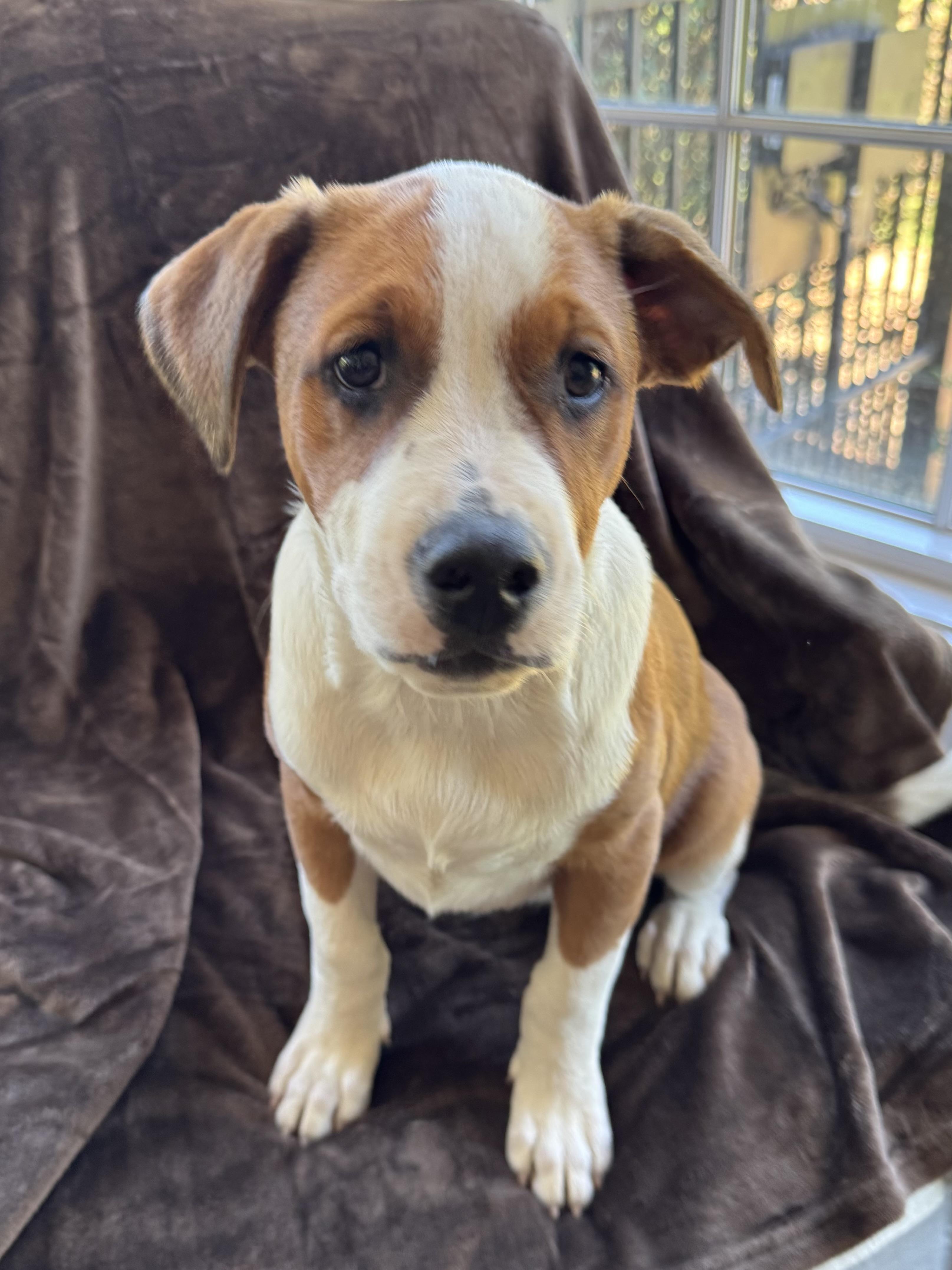 Enlarge Barkley - will be at Always Adopt Nov. 7, a Adopted mixed breed in Warwick, RI image 5/6