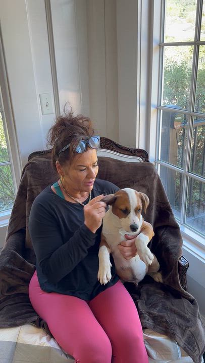 Enlarge Barkley - will be at Always Adopt Nov. 7, a Adopted mixed breed in Warwick, RI video 4/6