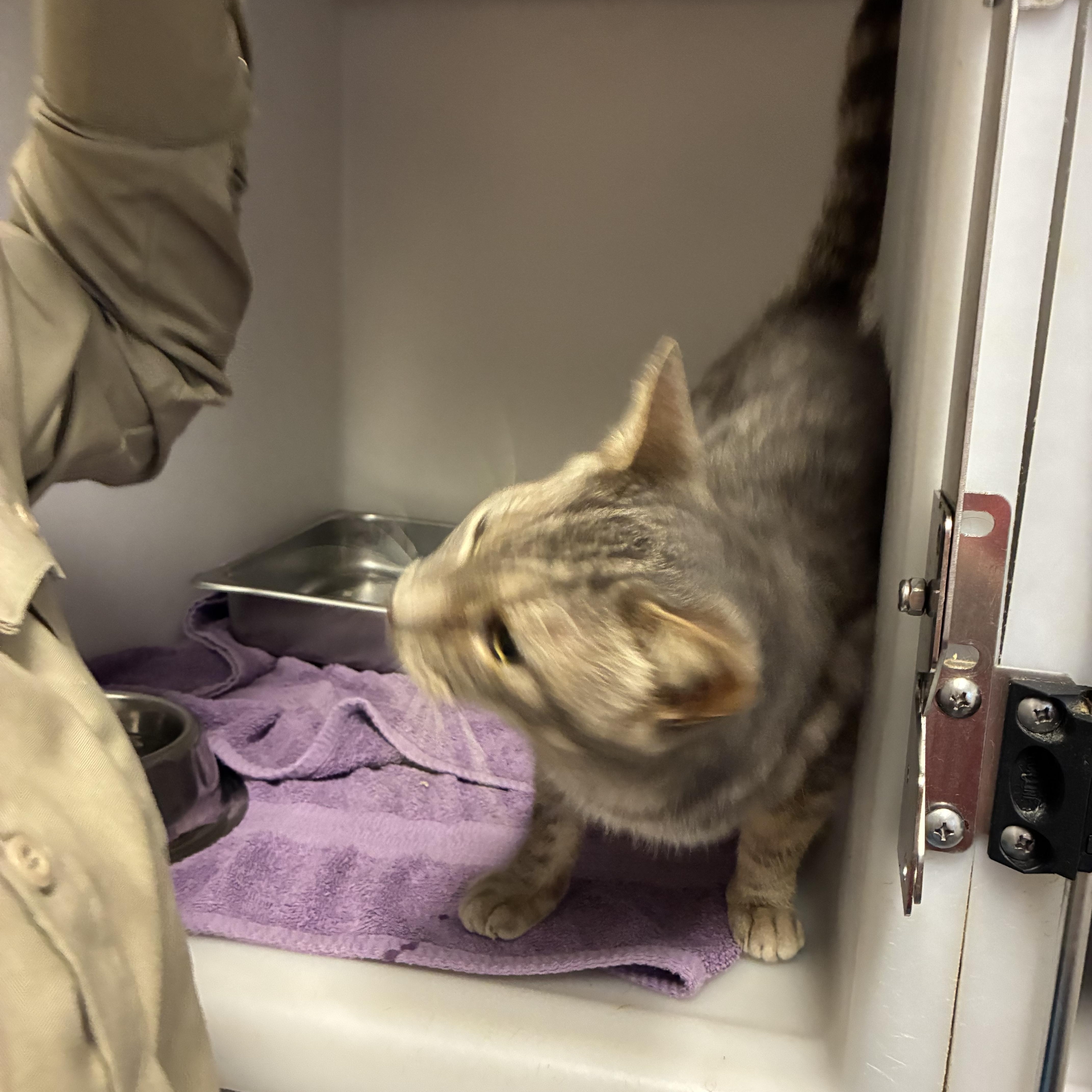 Mr. Grey, a Adoptable Domestic Short Hair in King George, VA image 3/4