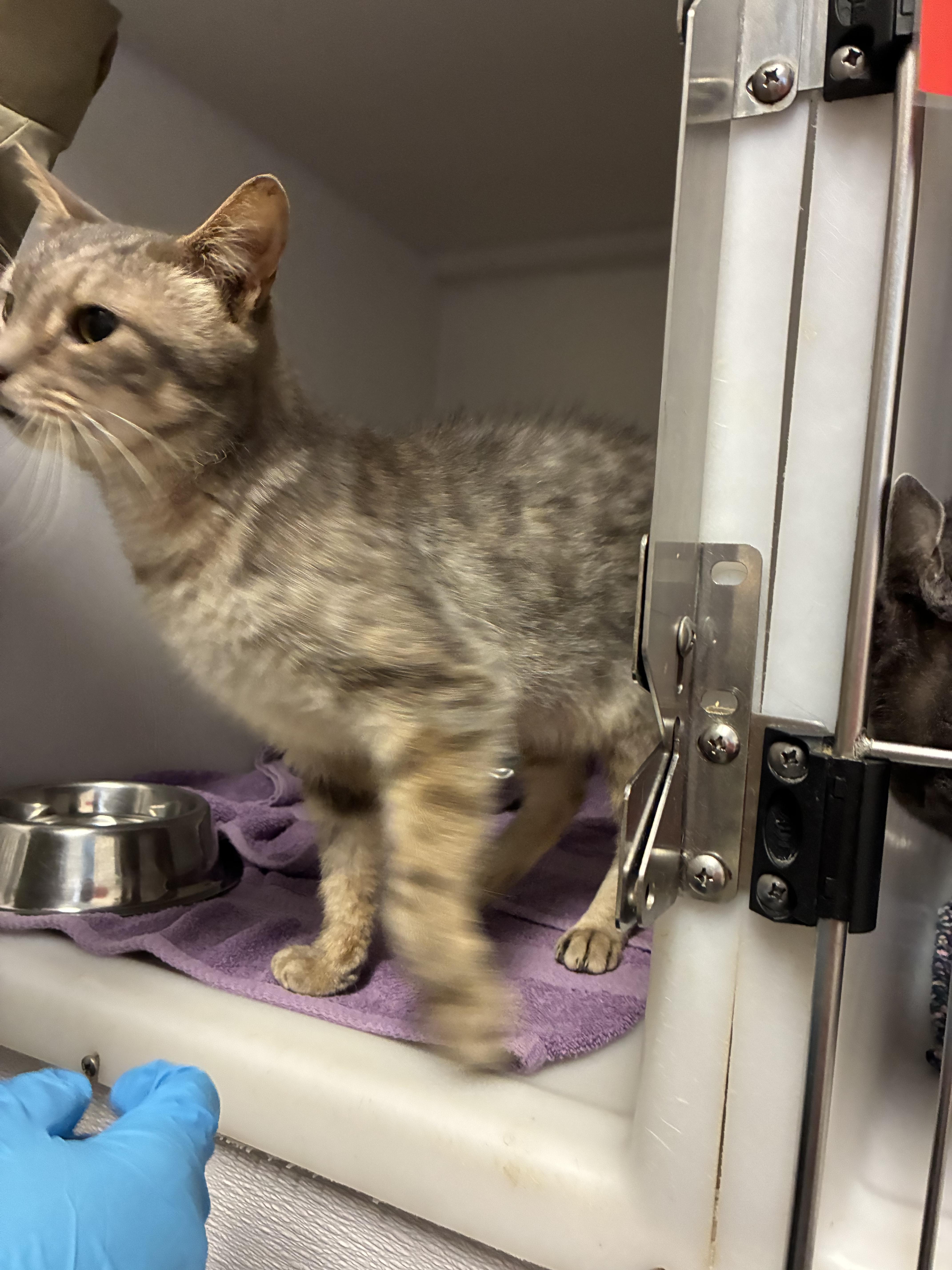 Mr. Grey, a Adoptable Domestic Short Hair in King George, VA image 2/4