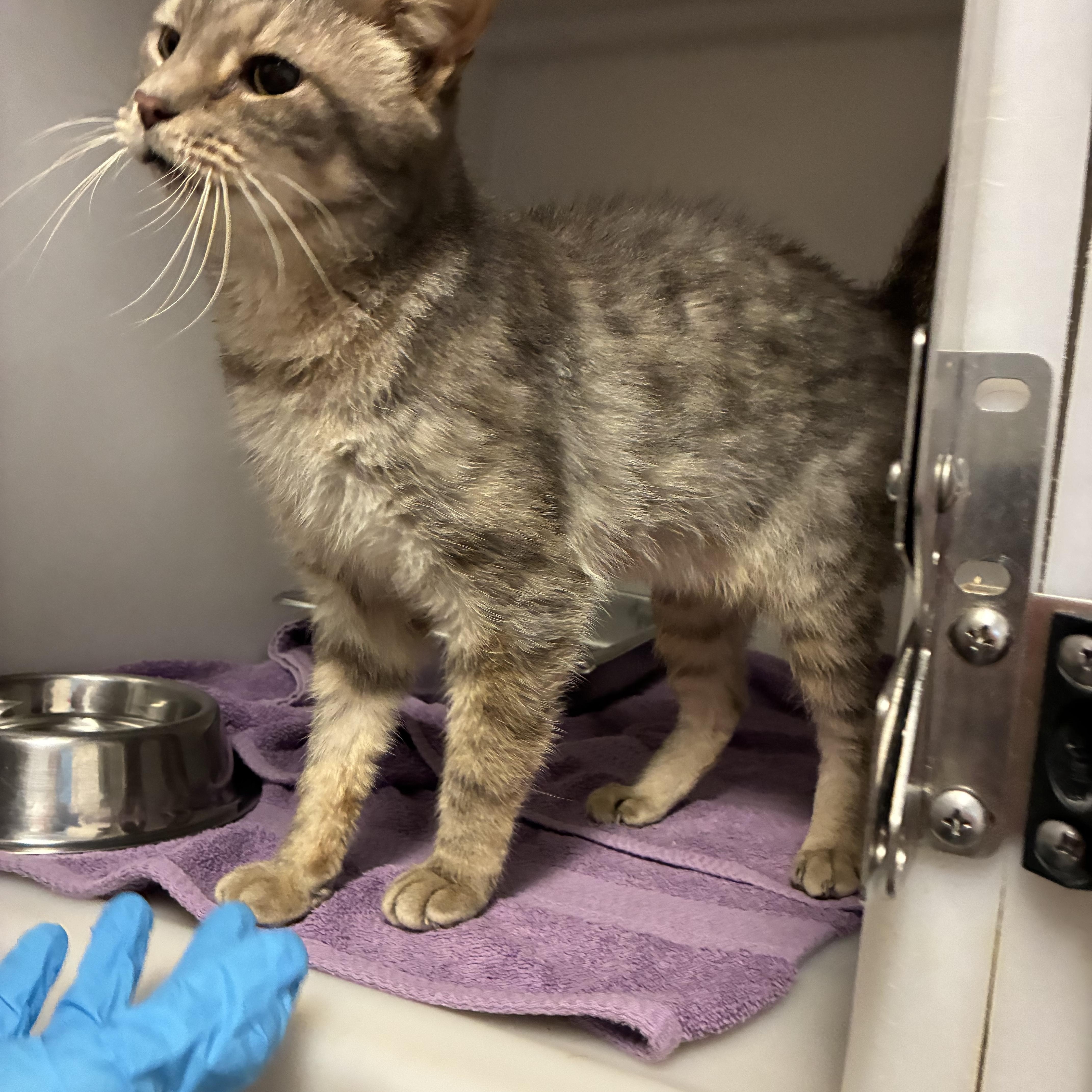 Mr. Grey, a Adoptable Domestic Short Hair in King George, VA image 4/4