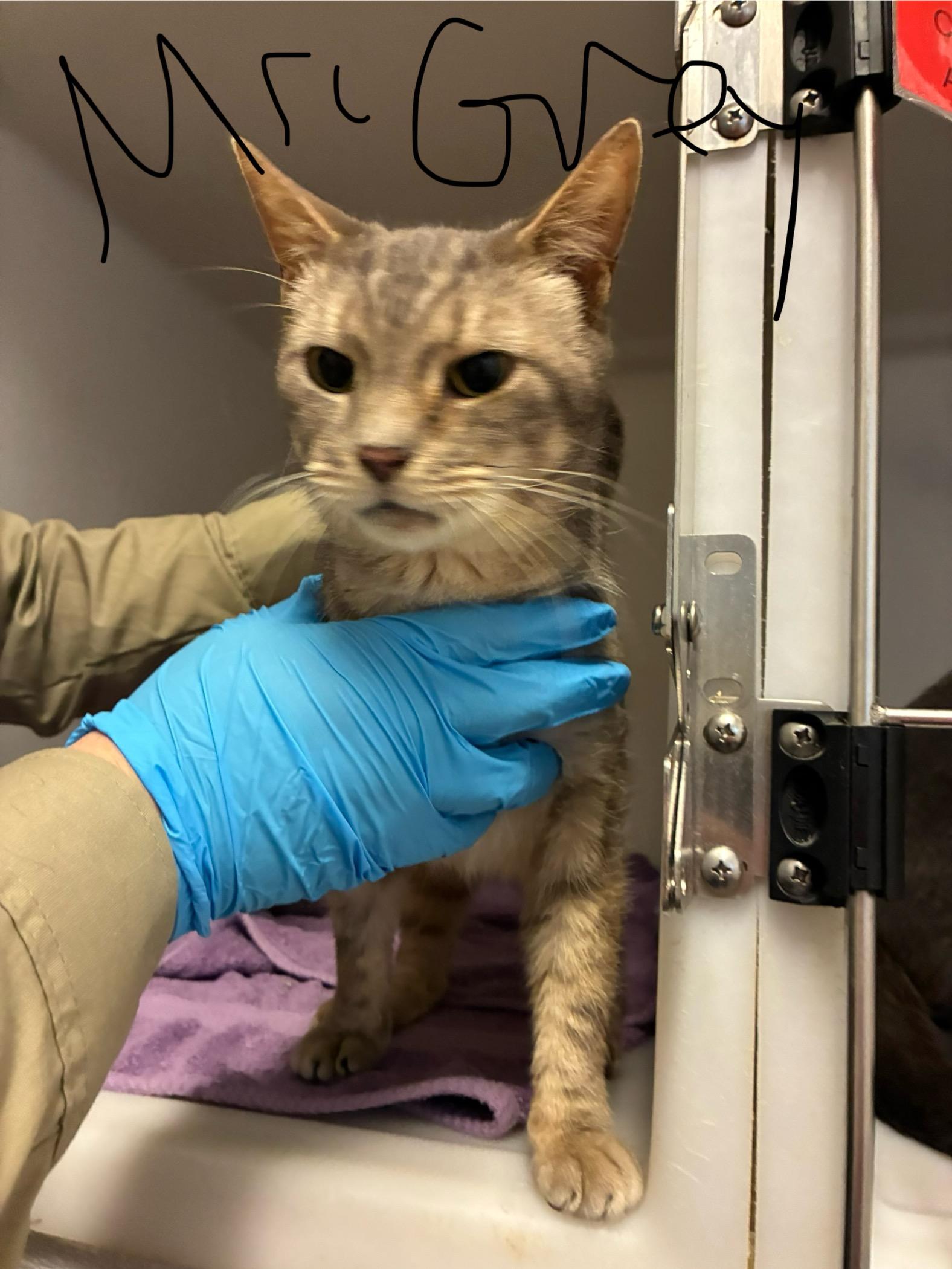 Mr. Grey, a Adoptable Domestic Short Hair in King George, VA image 1/4