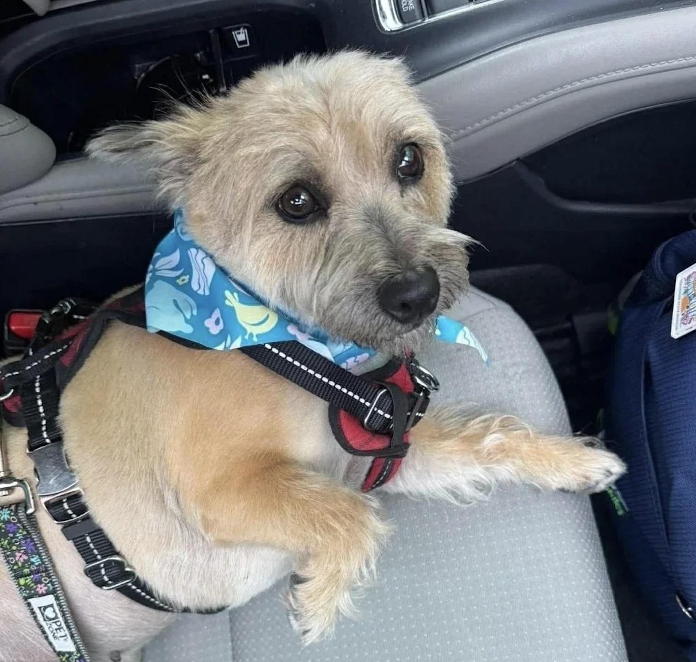 Susie, ADOPTABLE, Adult Female Mixed Breed.