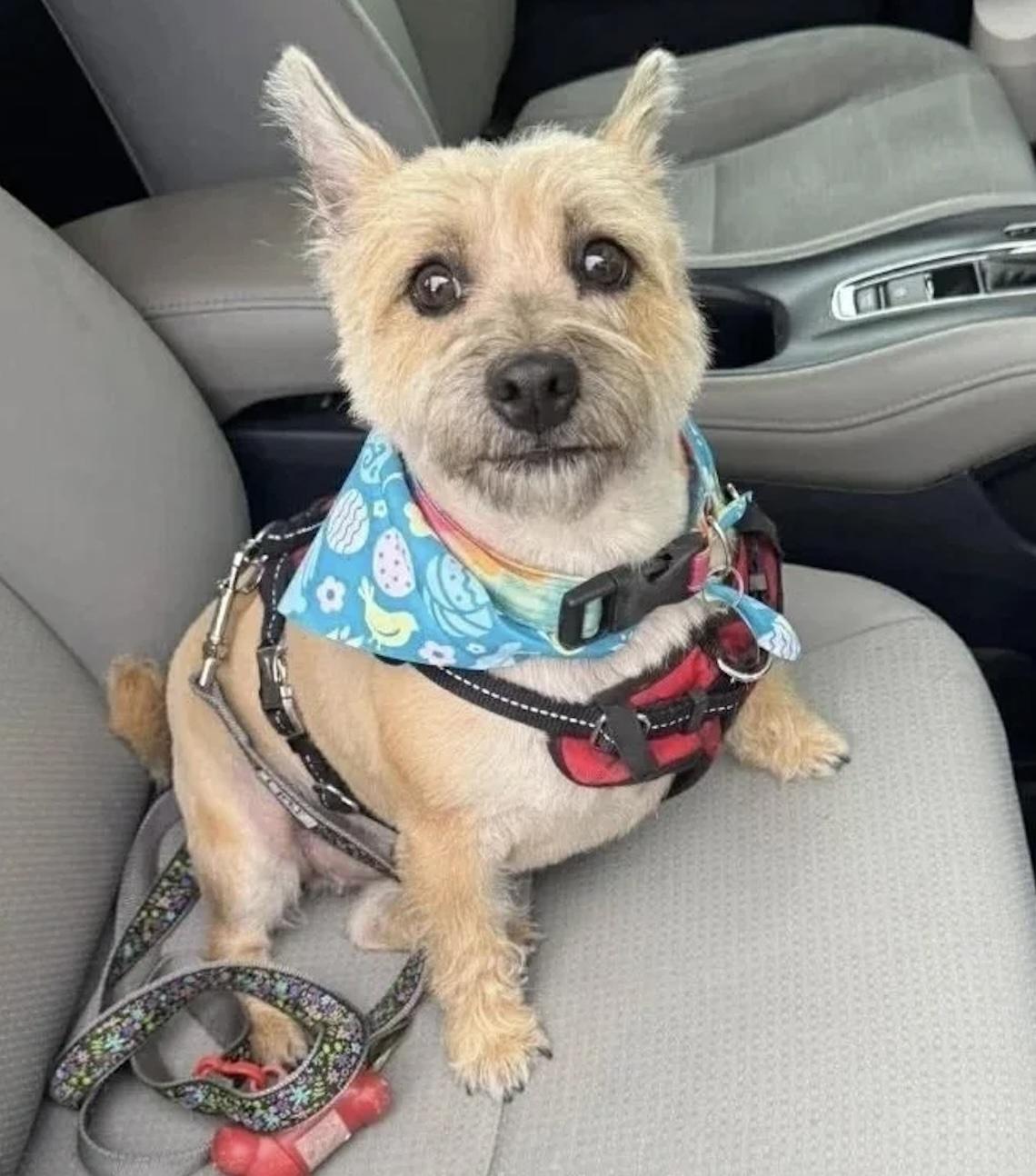 Enlarge Susie, a ADOPTABLE Mixed Breed in De Pere, WI image 3/3