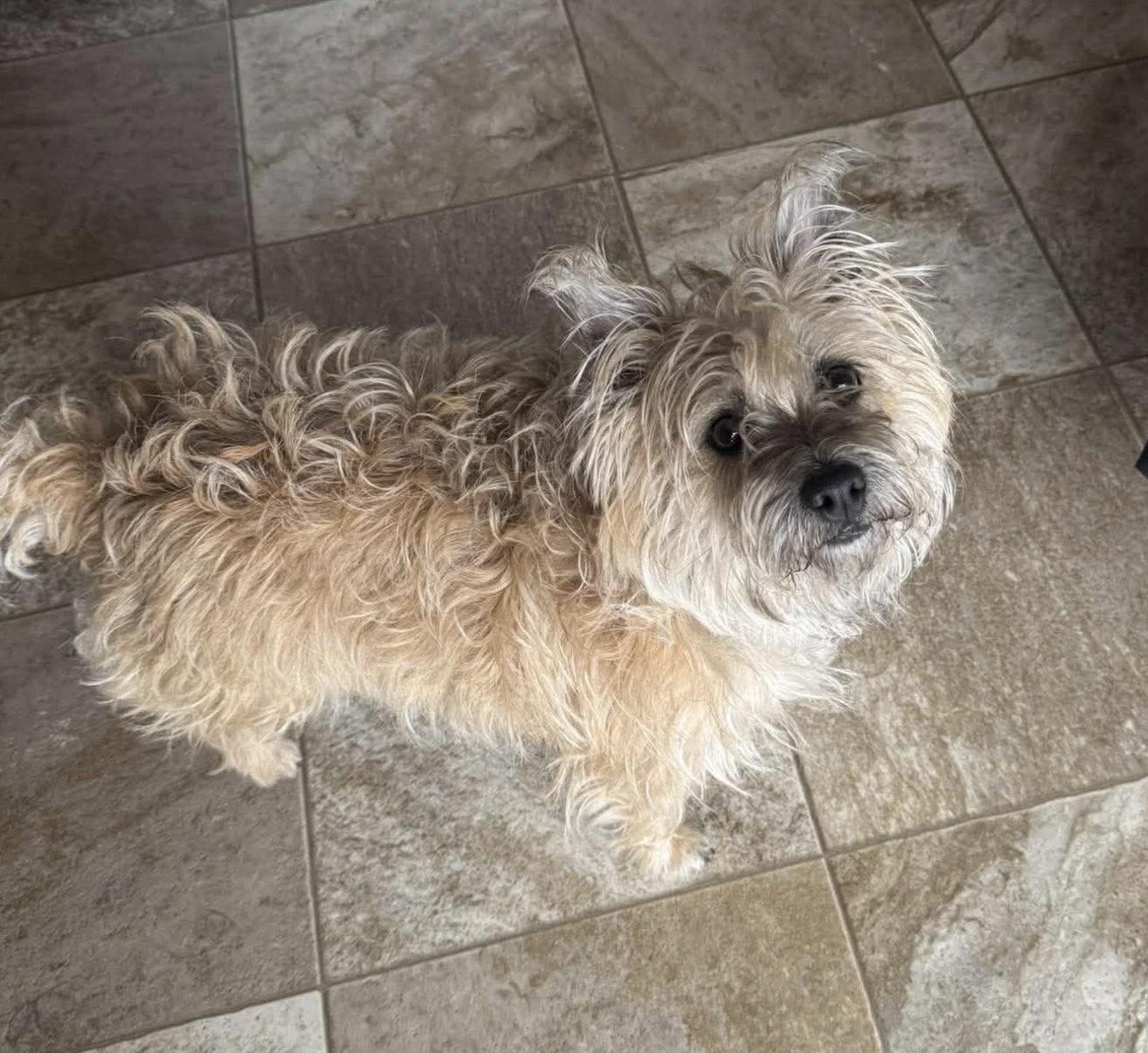 Enlarge Susie, a ADOPTABLE Mixed Breed in De Pere, WI image 2/3