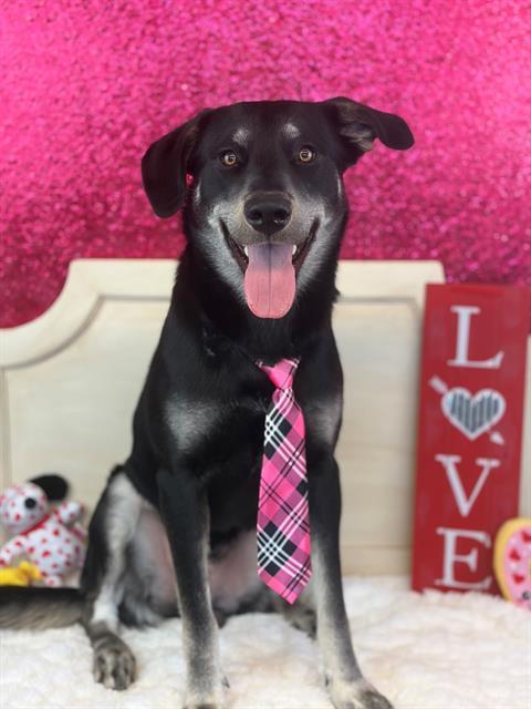 Enlarge THOR, a Adoptable mixed breed in Fairfield, CA image 1/1