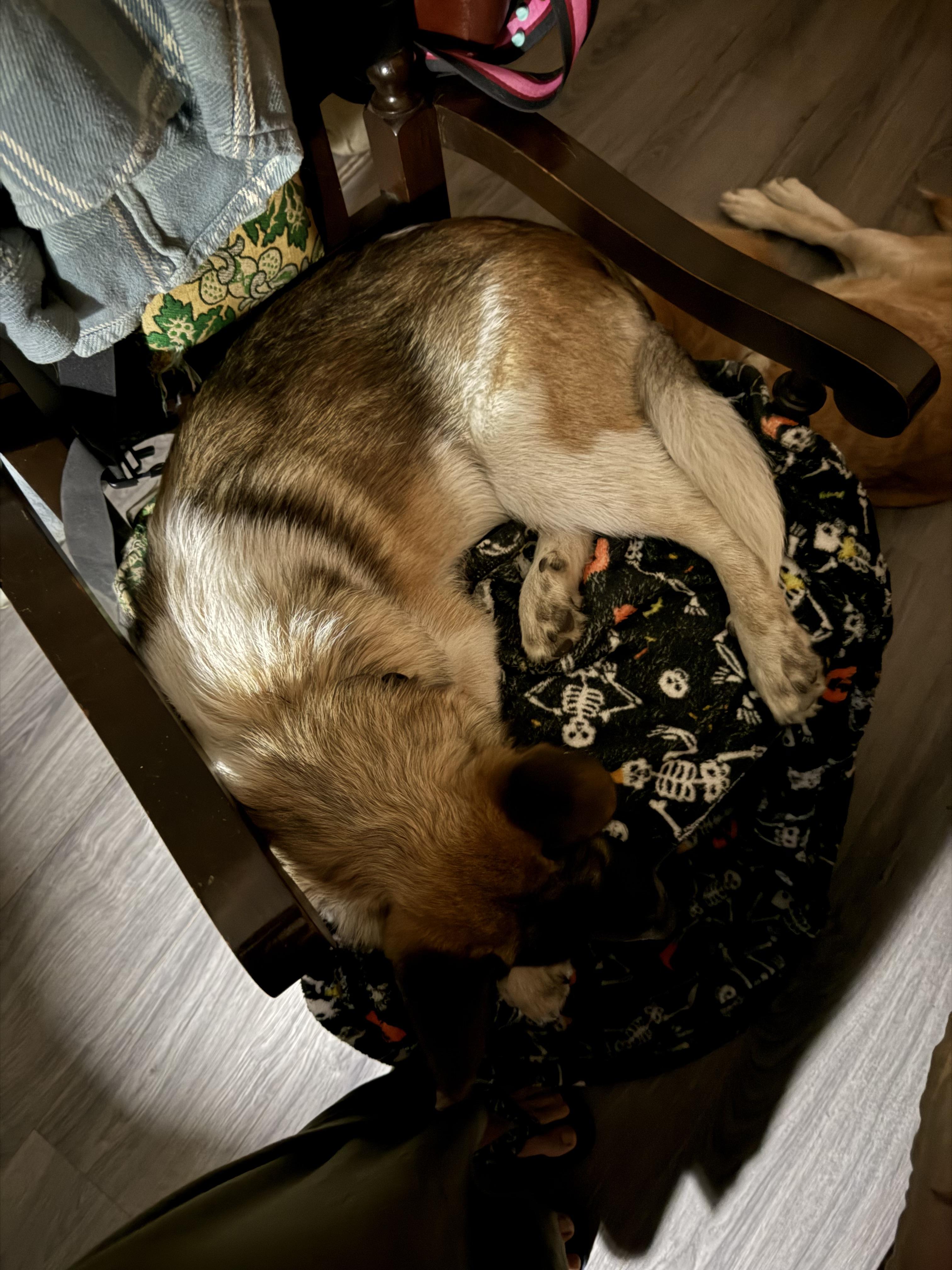 Badger, a ADOPTABLE mixed breed in Folkston, GA image 2/4