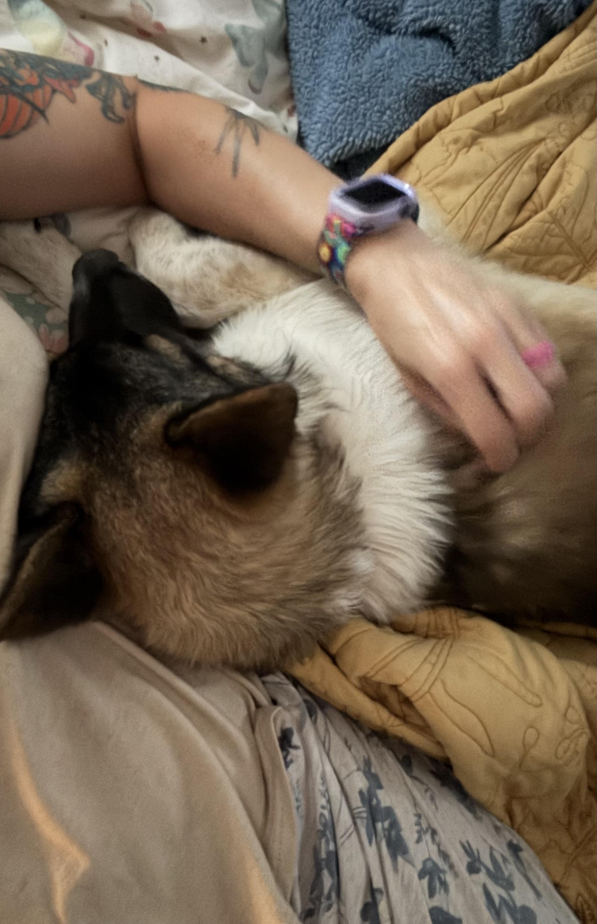 Badger, a ADOPTABLE mixed breed in Folkston, GA image 3/4