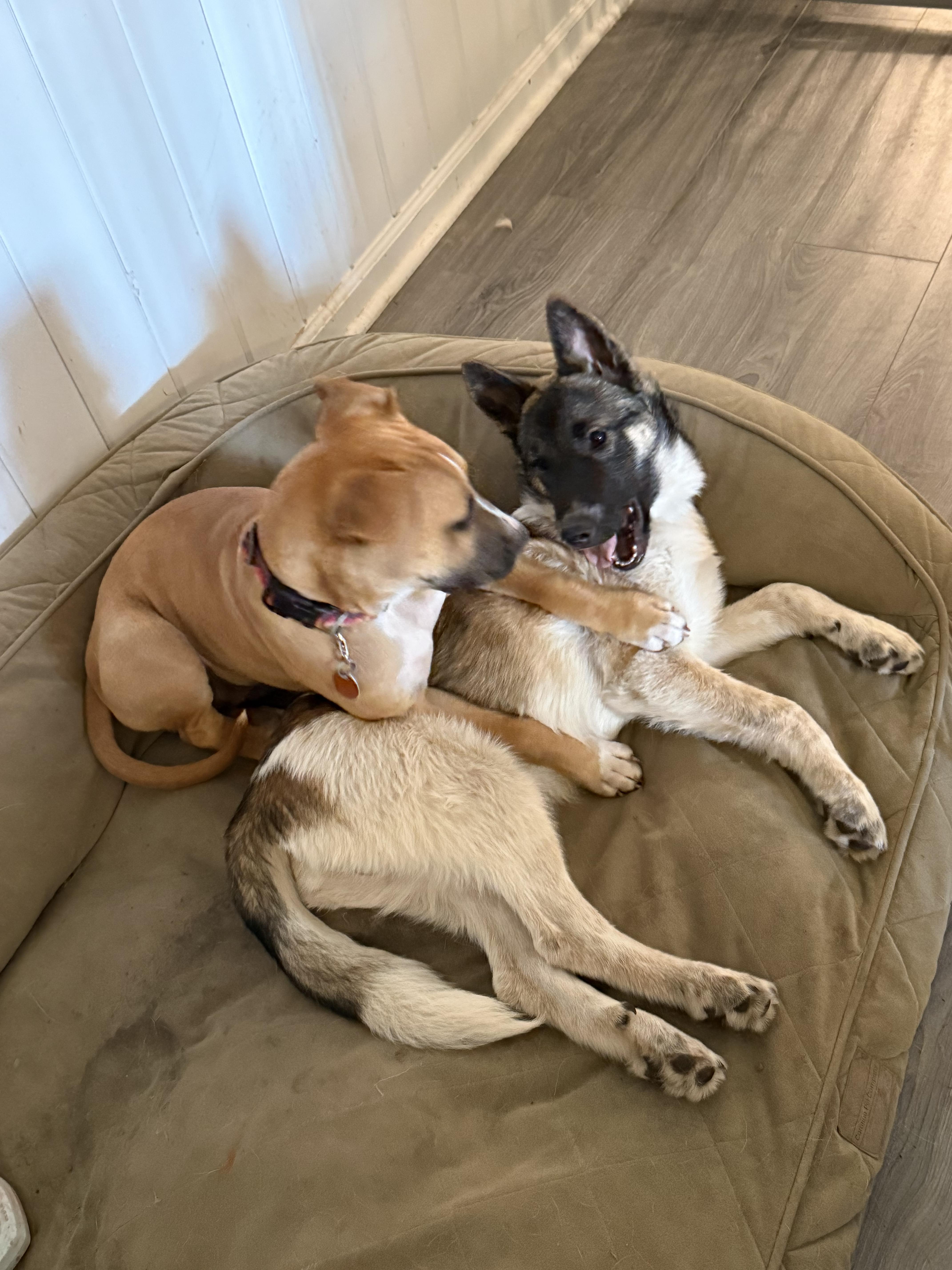 Badger, a ADOPTABLE mixed breed in Folkston, GA image 4/4