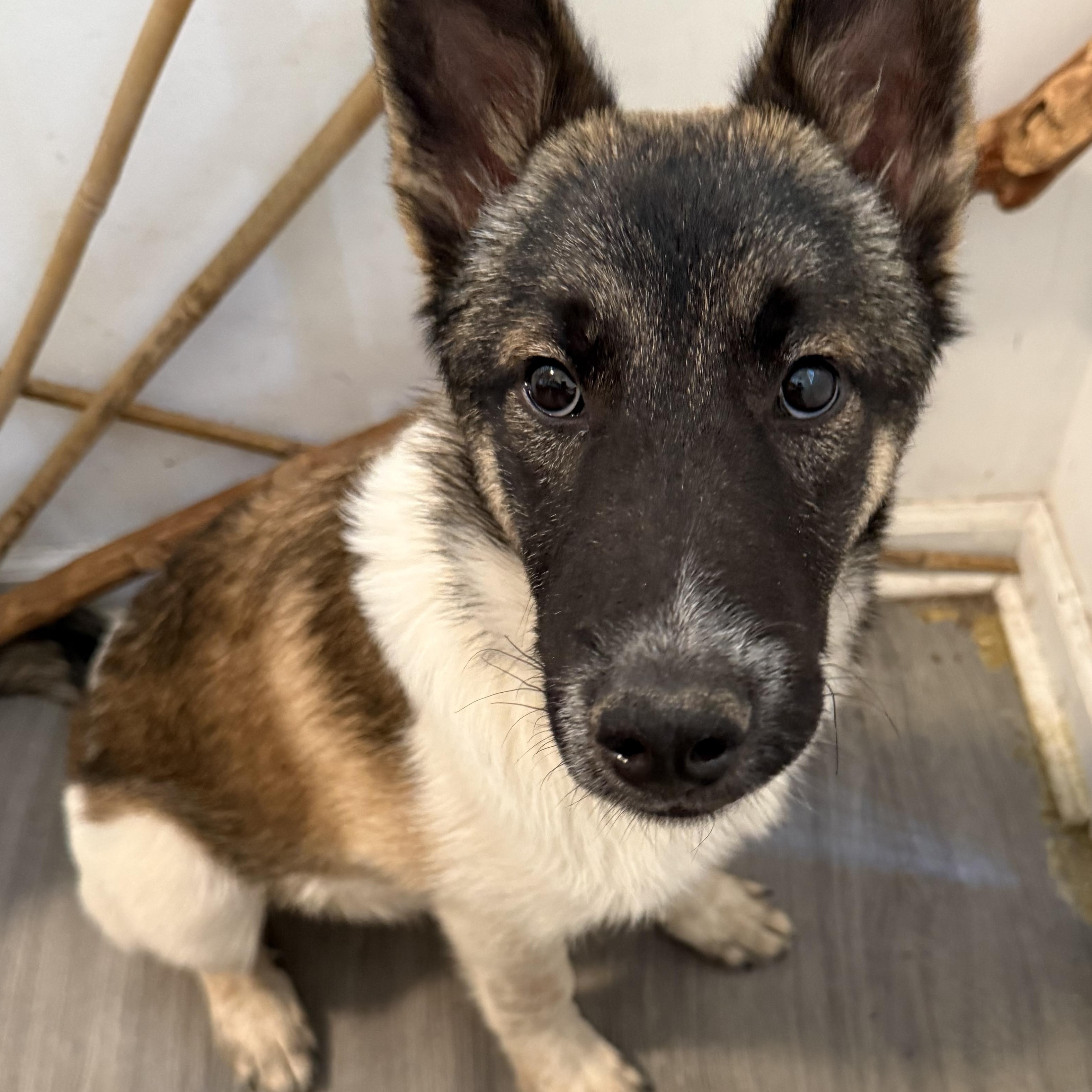 Badger, ADOPTABLE, Puppy Male Siberian Husky & Belgian Shepherd / Malinois.