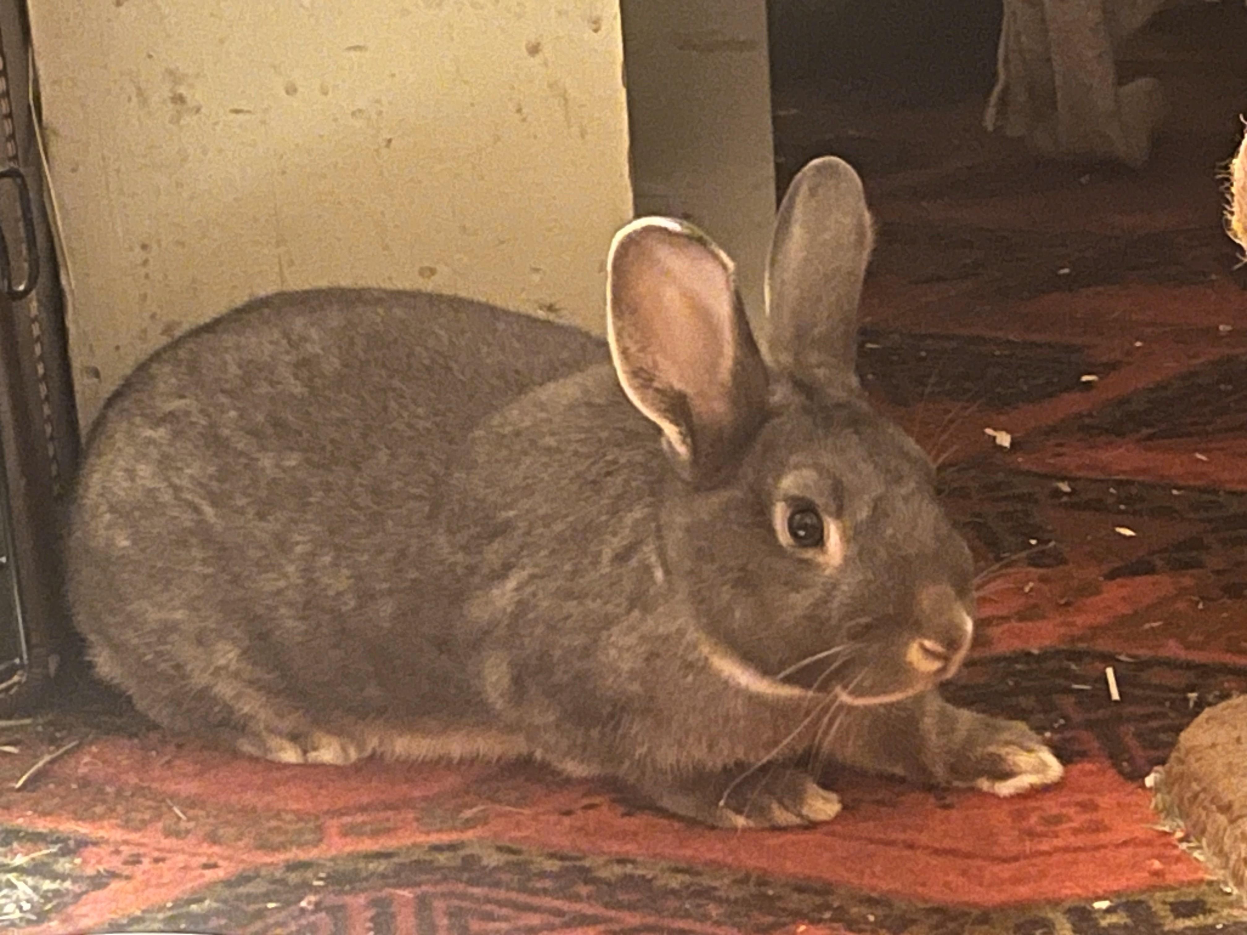 Pandora, a Adoptable mixed breed in Carnation, WA image 3/3