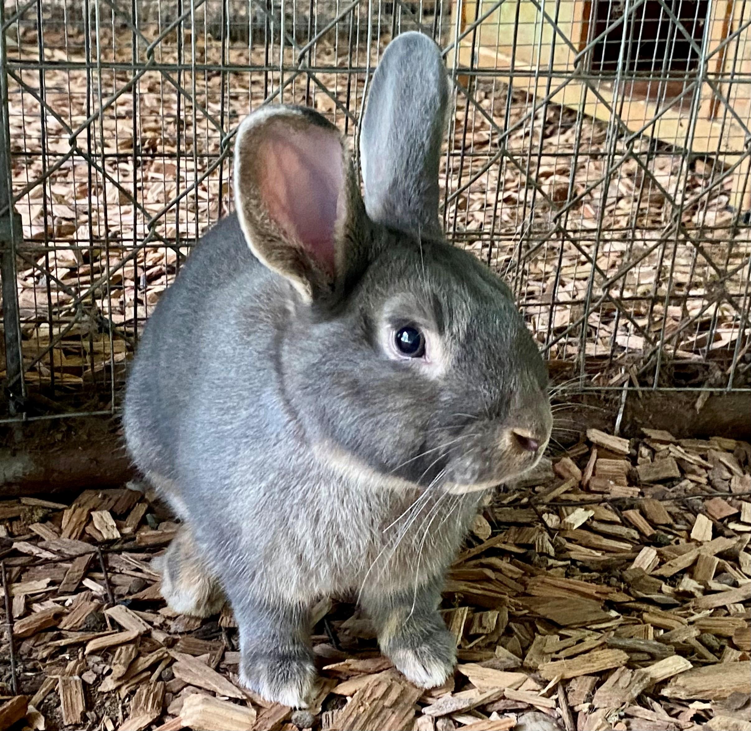 Pandora, Adoptable, Adult Male American.