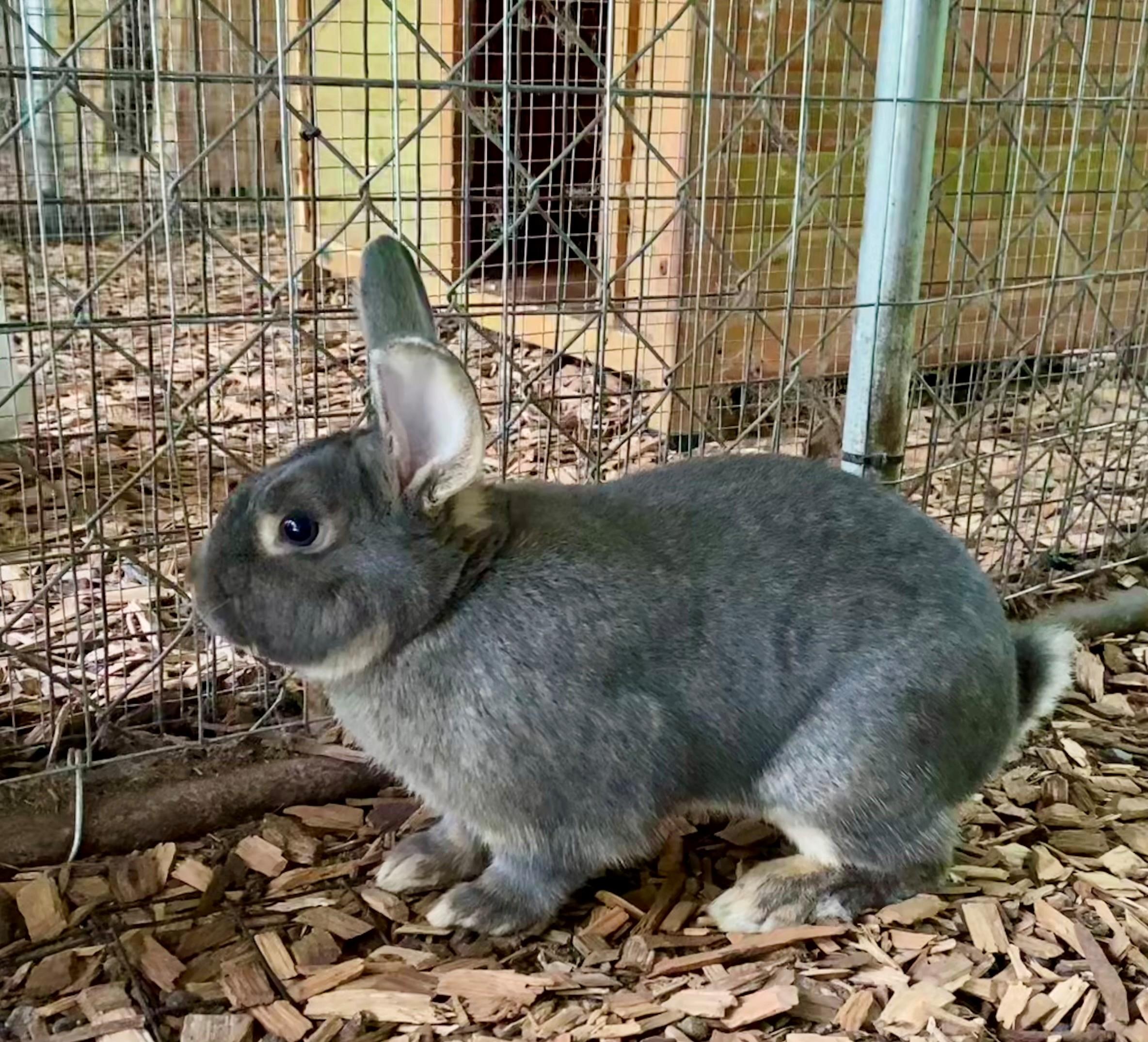 Pandora, a Adoptable mixed breed in Carnation, WA image 2/3